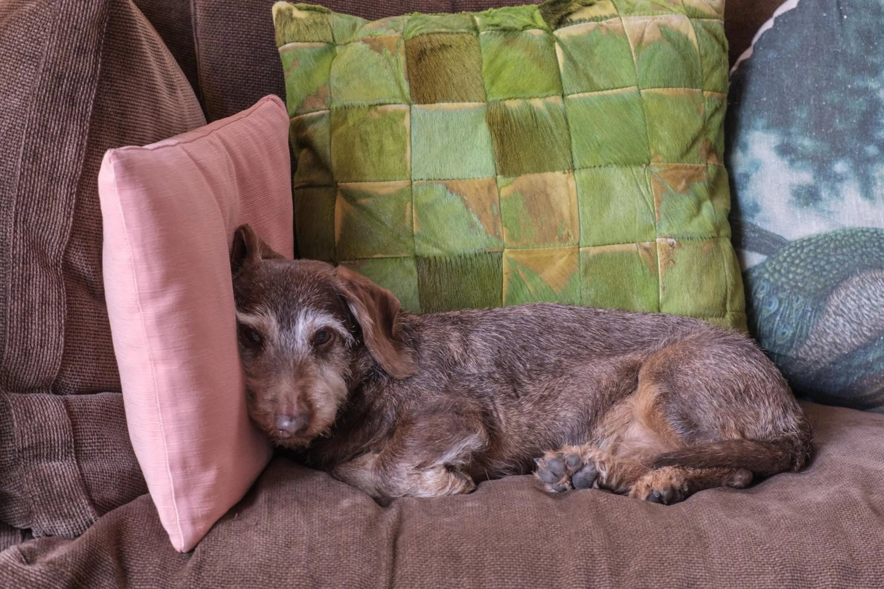 Pets in Fontelunga Hotel & Villas