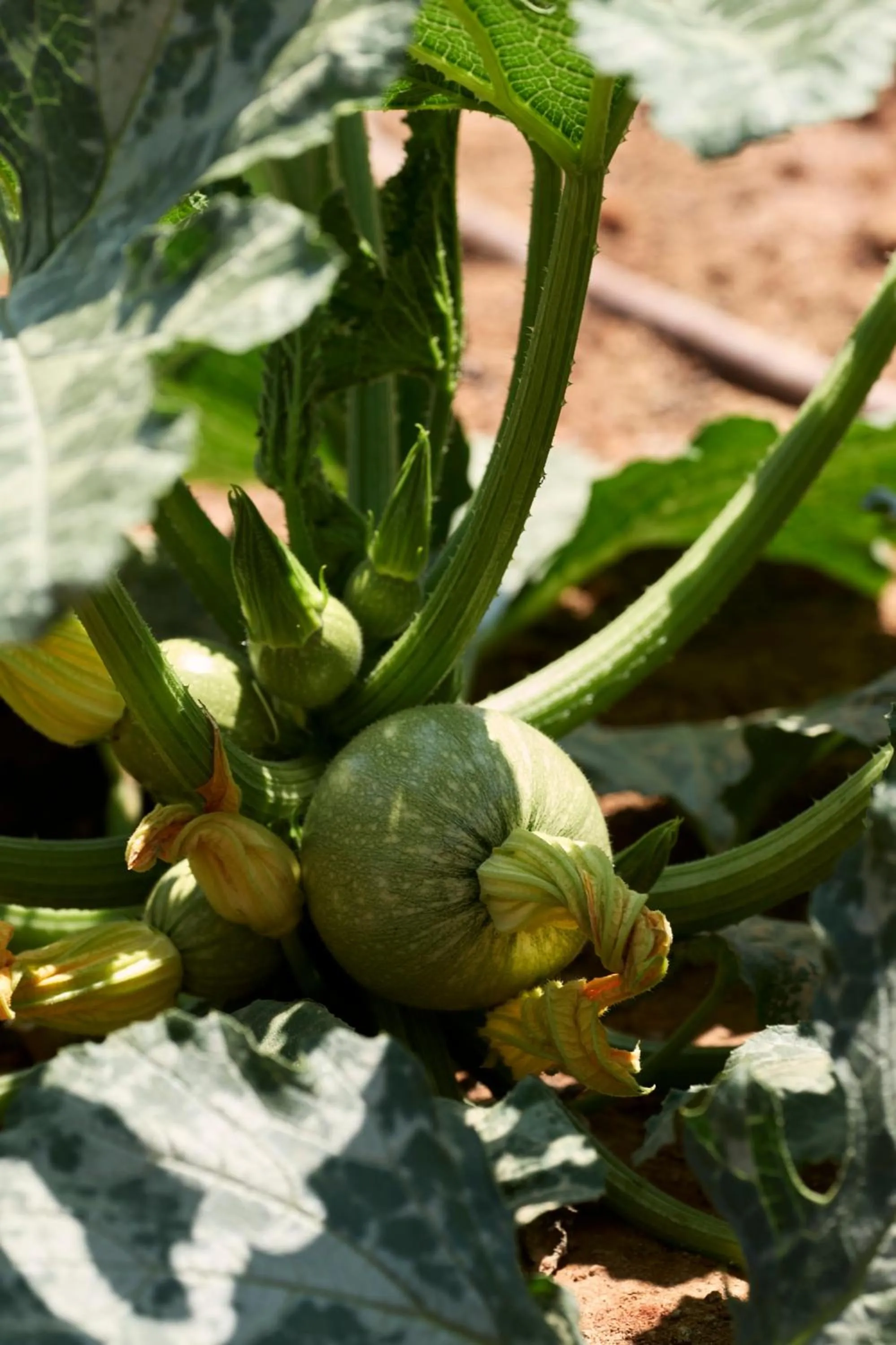 Summer in TUI Magic Life Candia Maris - Adults Only