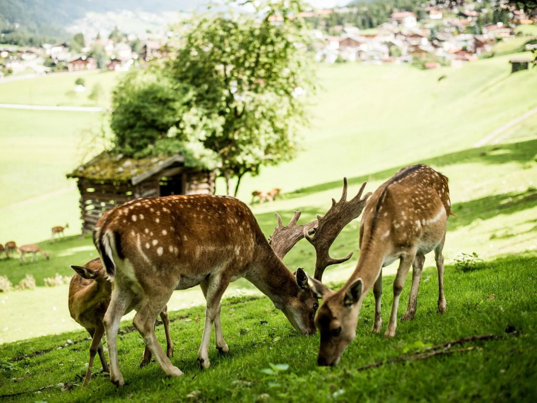Pets in Forster's Naturresort