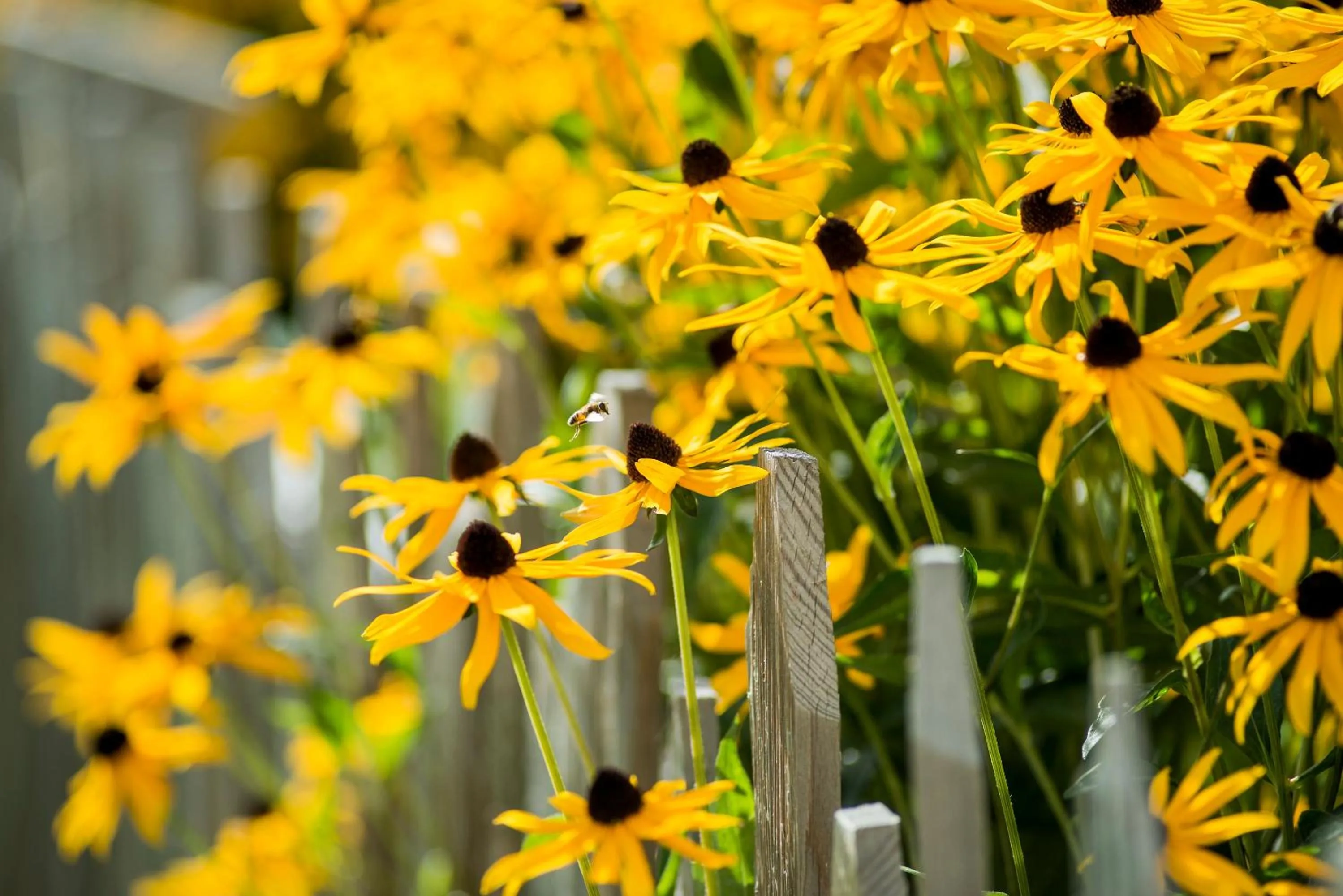 Garden in Forster's Naturresort