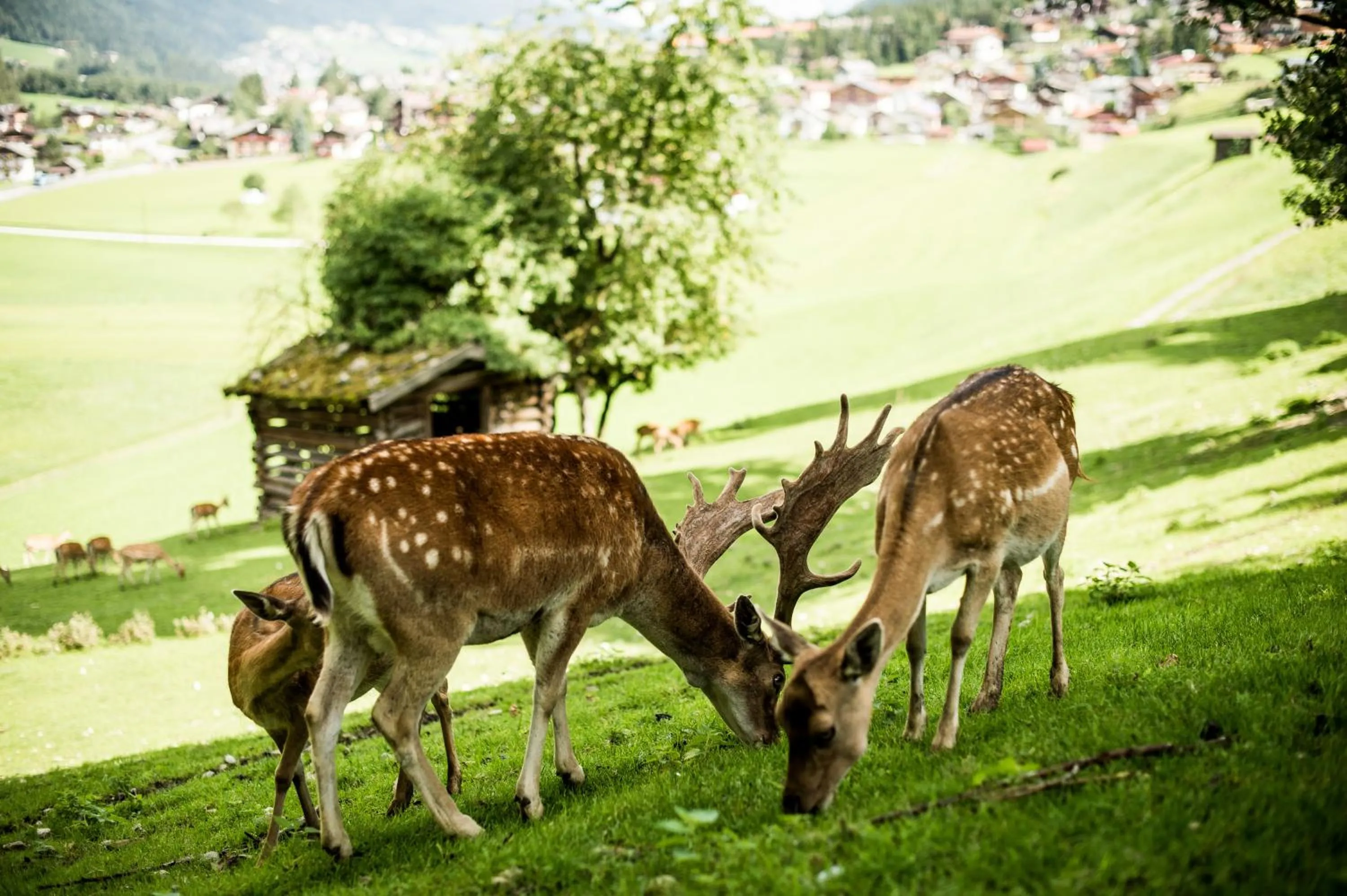 Animals in Forster's Naturresort