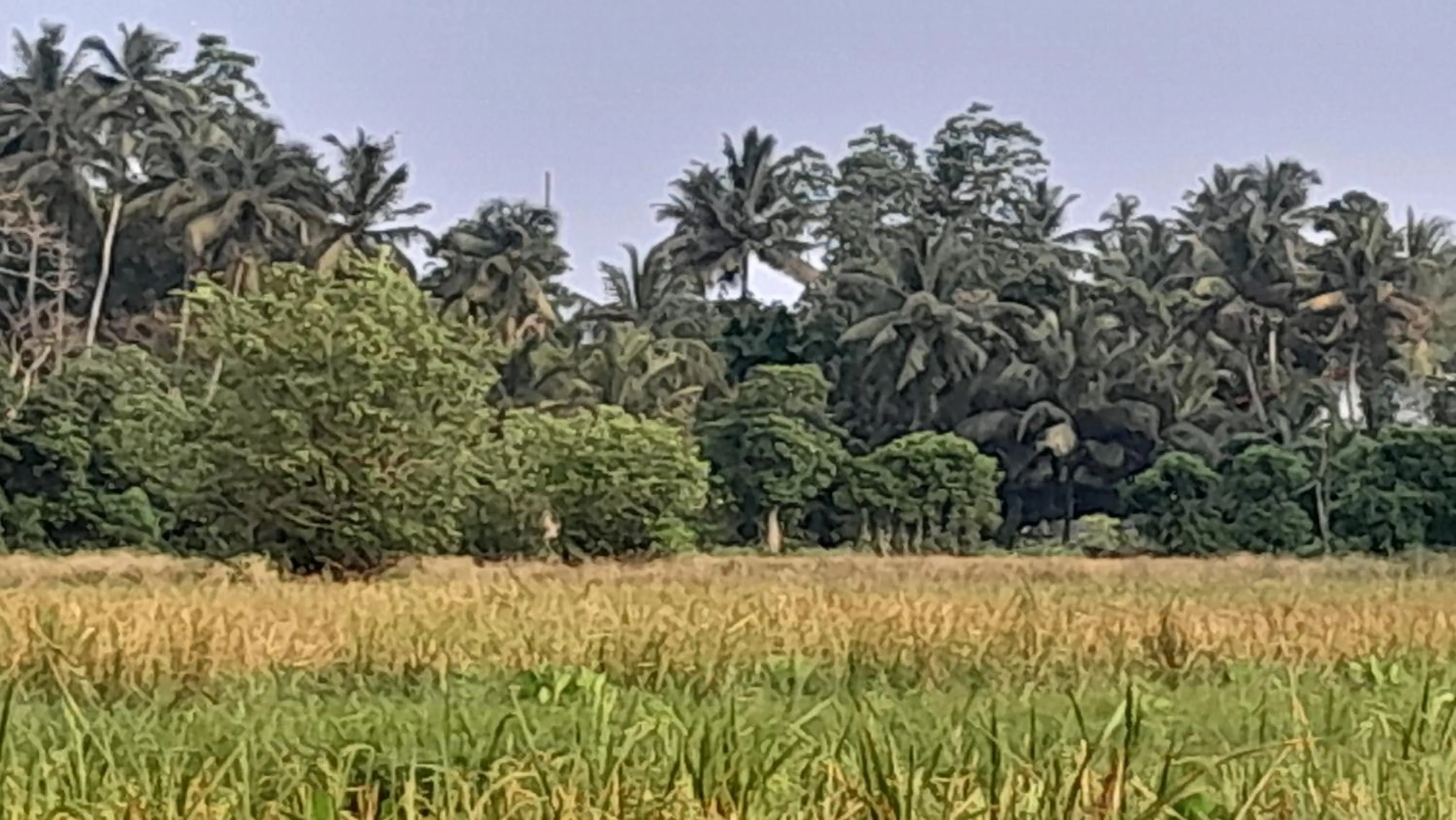 Inner courtyard view in Field Island Villa - Ahangama