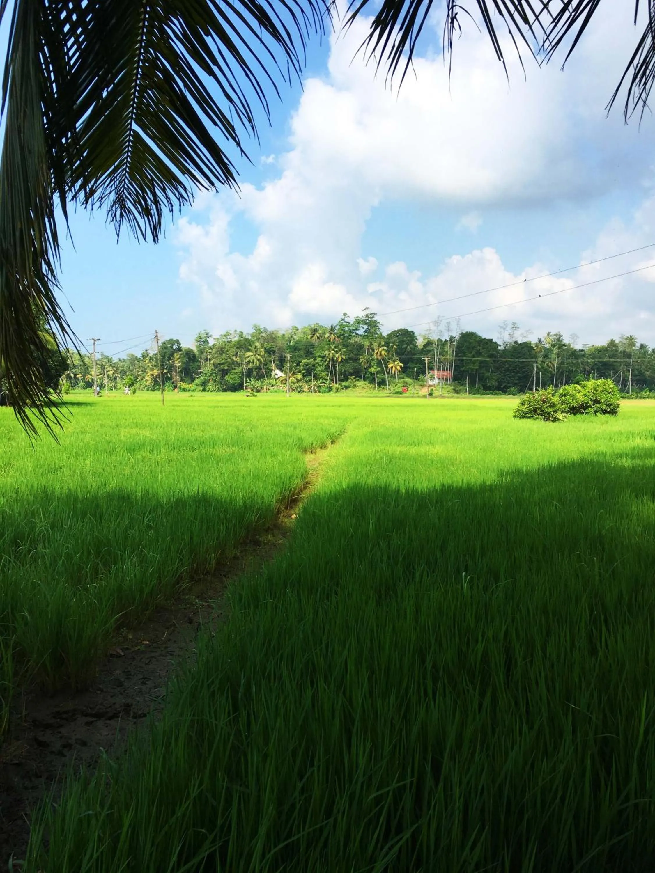 Natural landscape in Field Island Villa - Ahangama