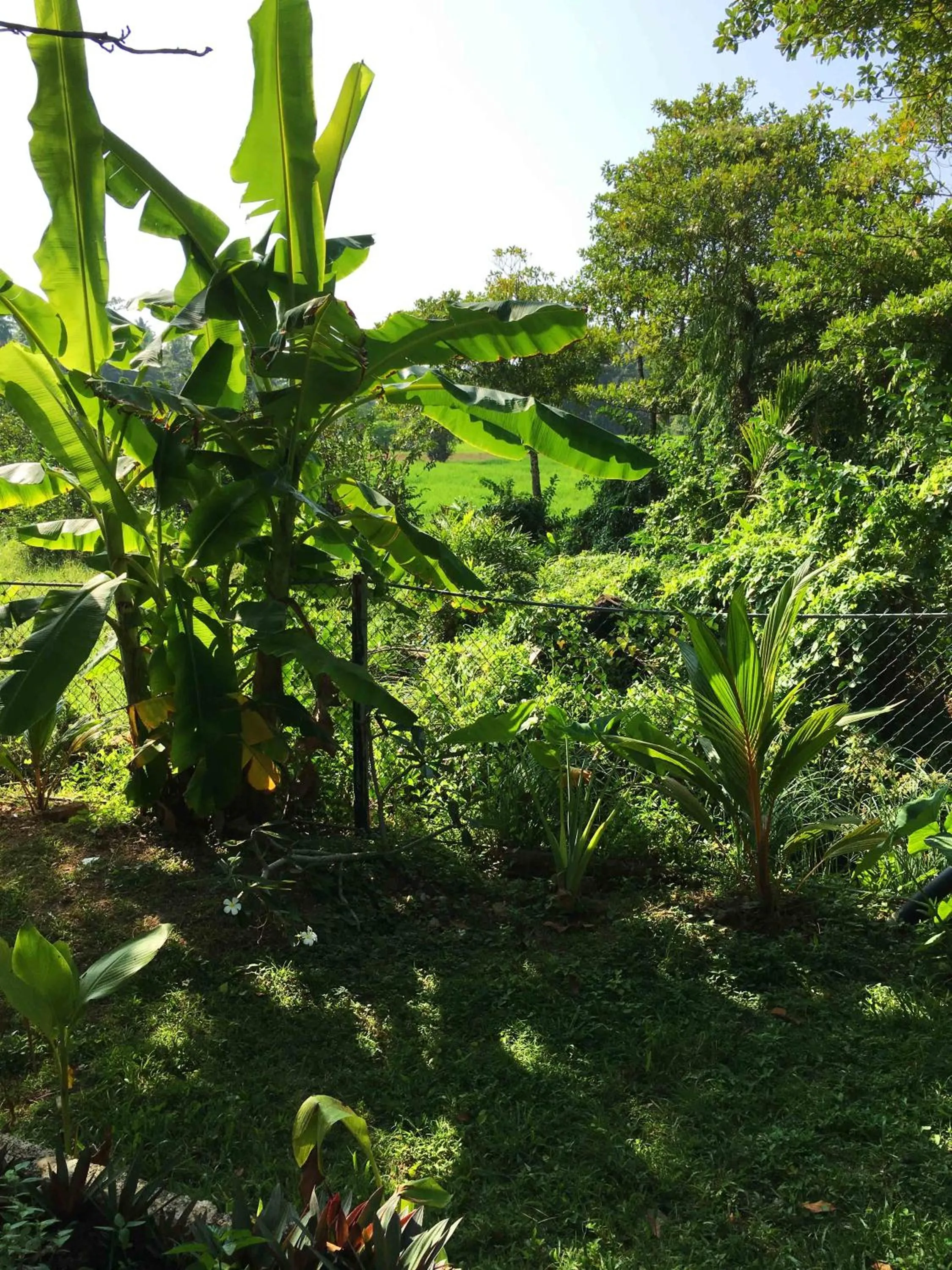 Garden in Field Island Villa - Ahangama