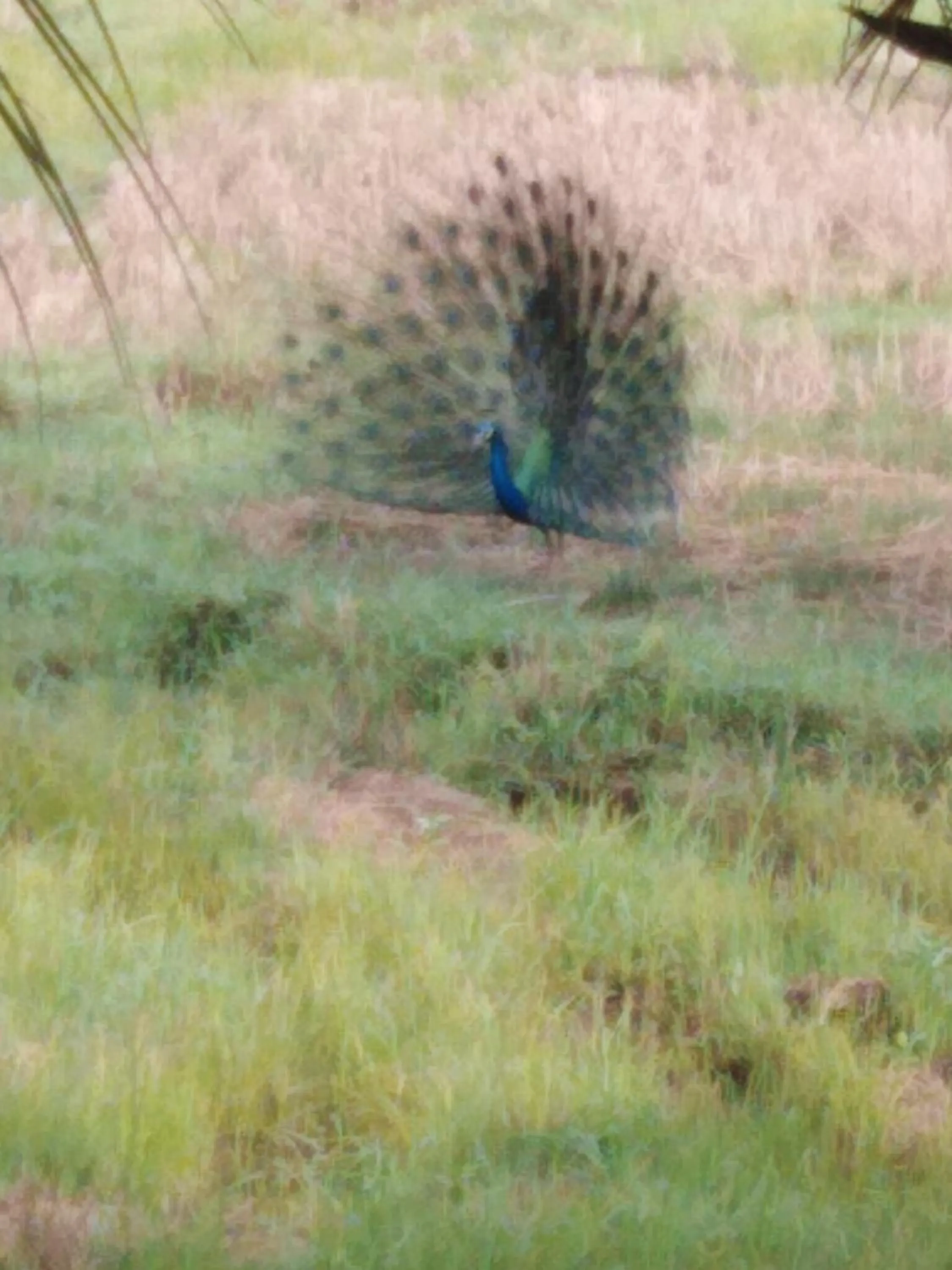 Animals in Field Island Villa - Ahangama