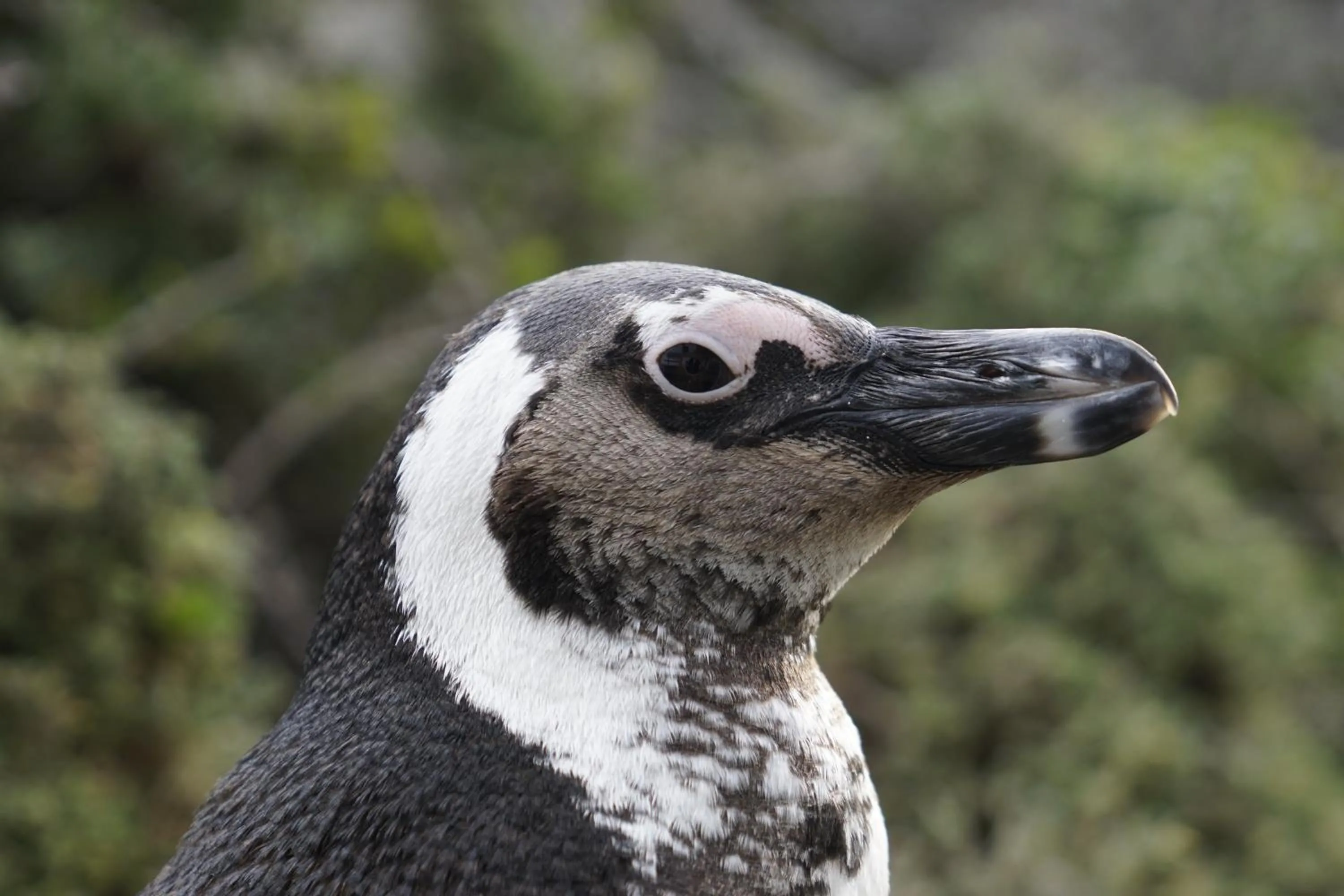 Animals in Jack's Seaview