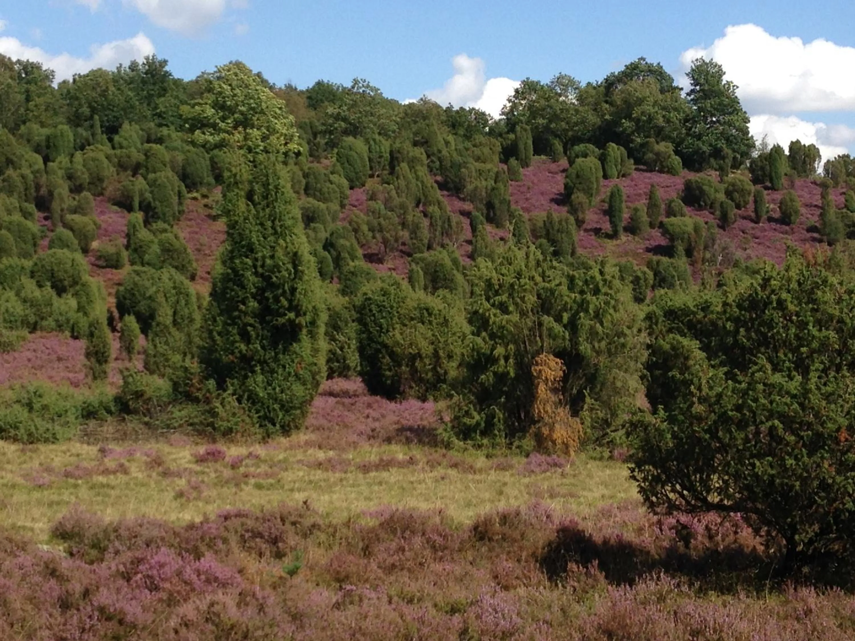 Horse-riding in Neumanns Waldschänke
