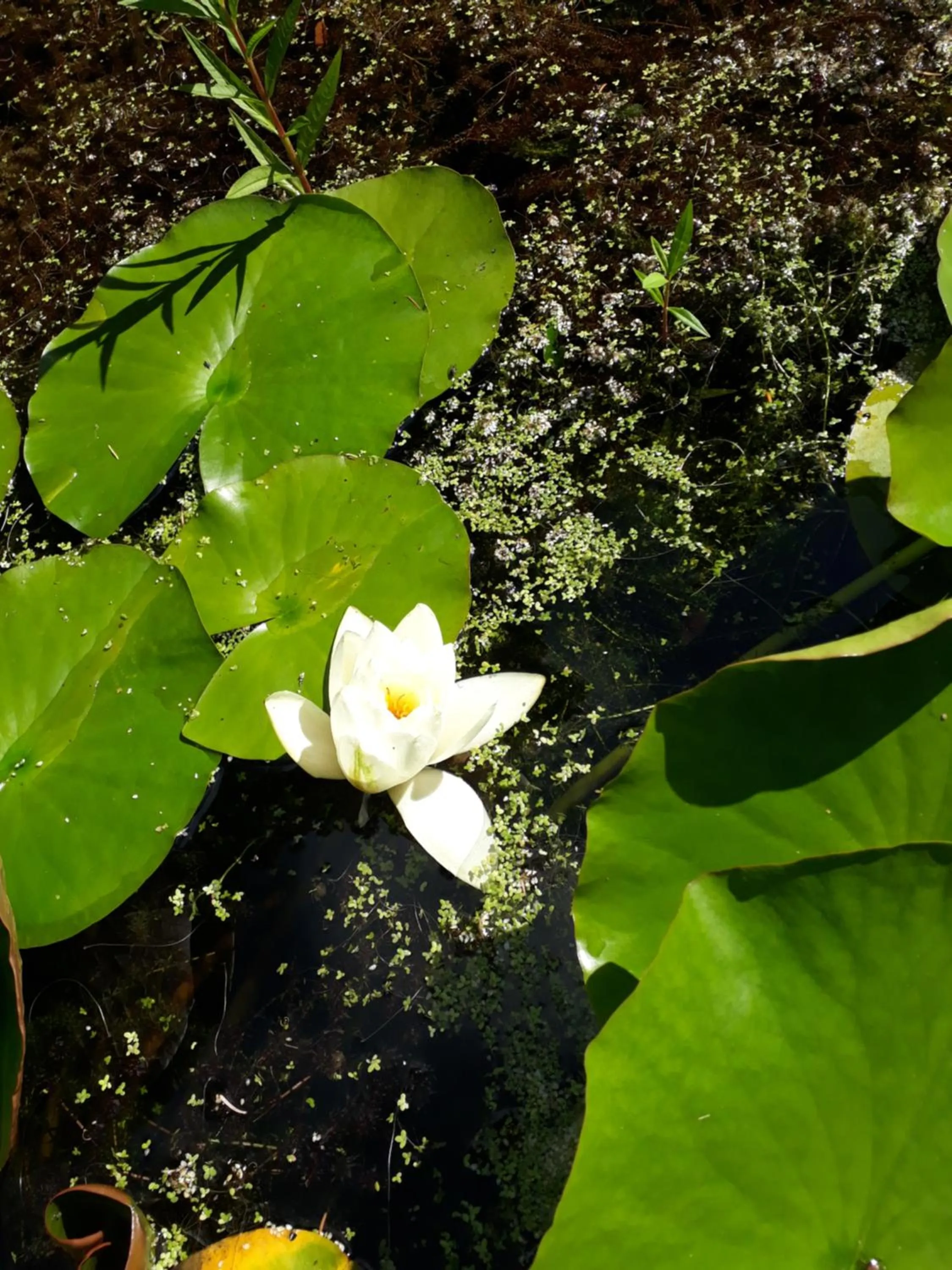 Summer in Garragh Mhor