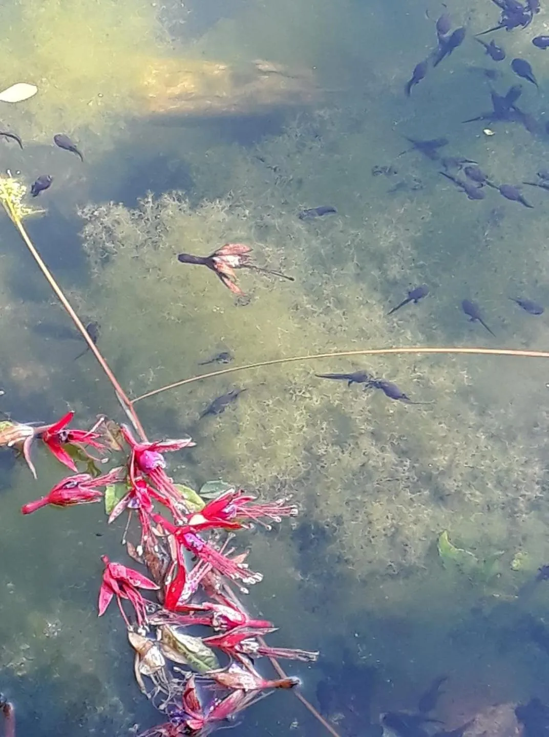 Natural landscape in Garragh Mhor