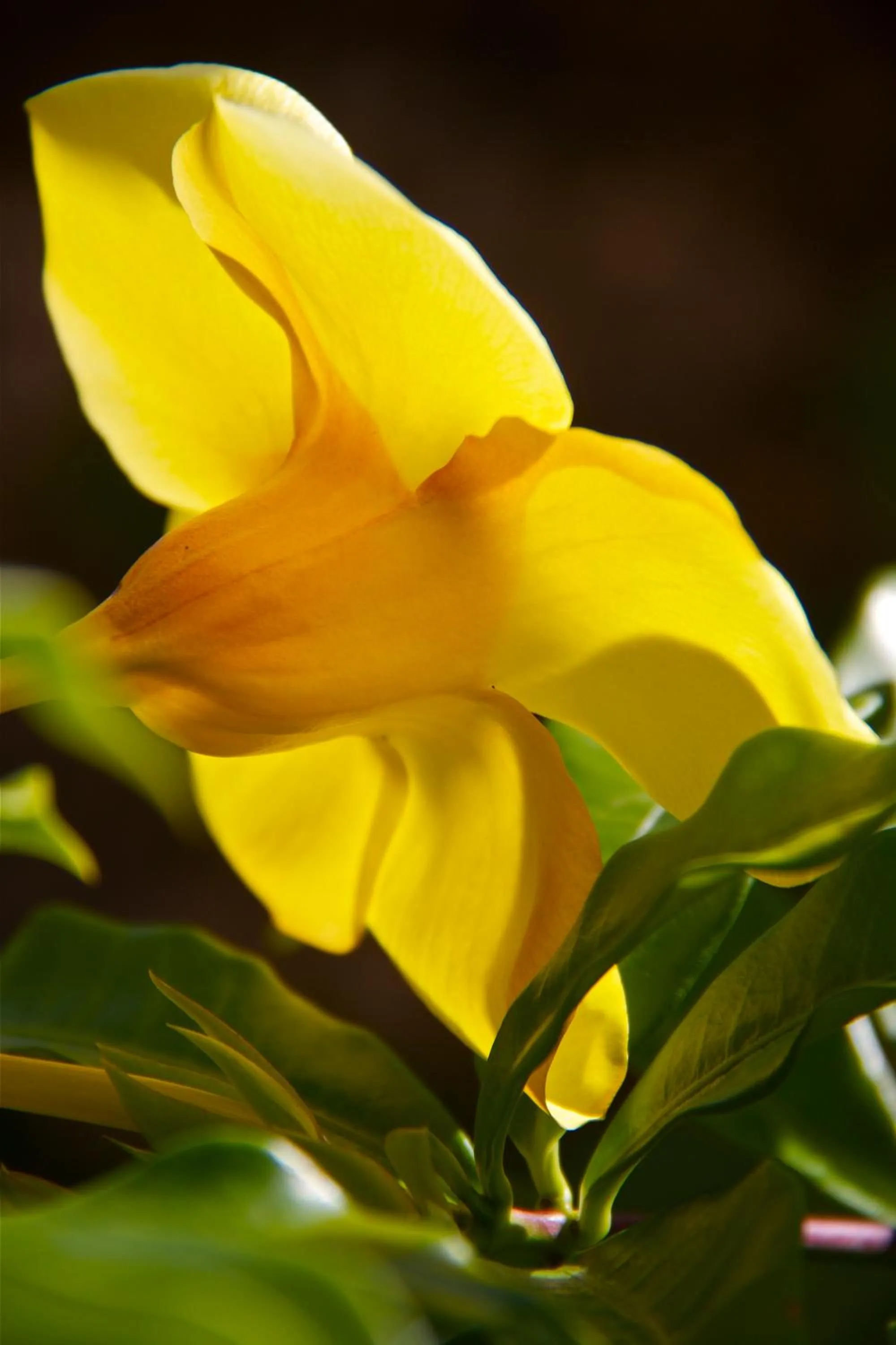 Decorative detail in Da Fabio