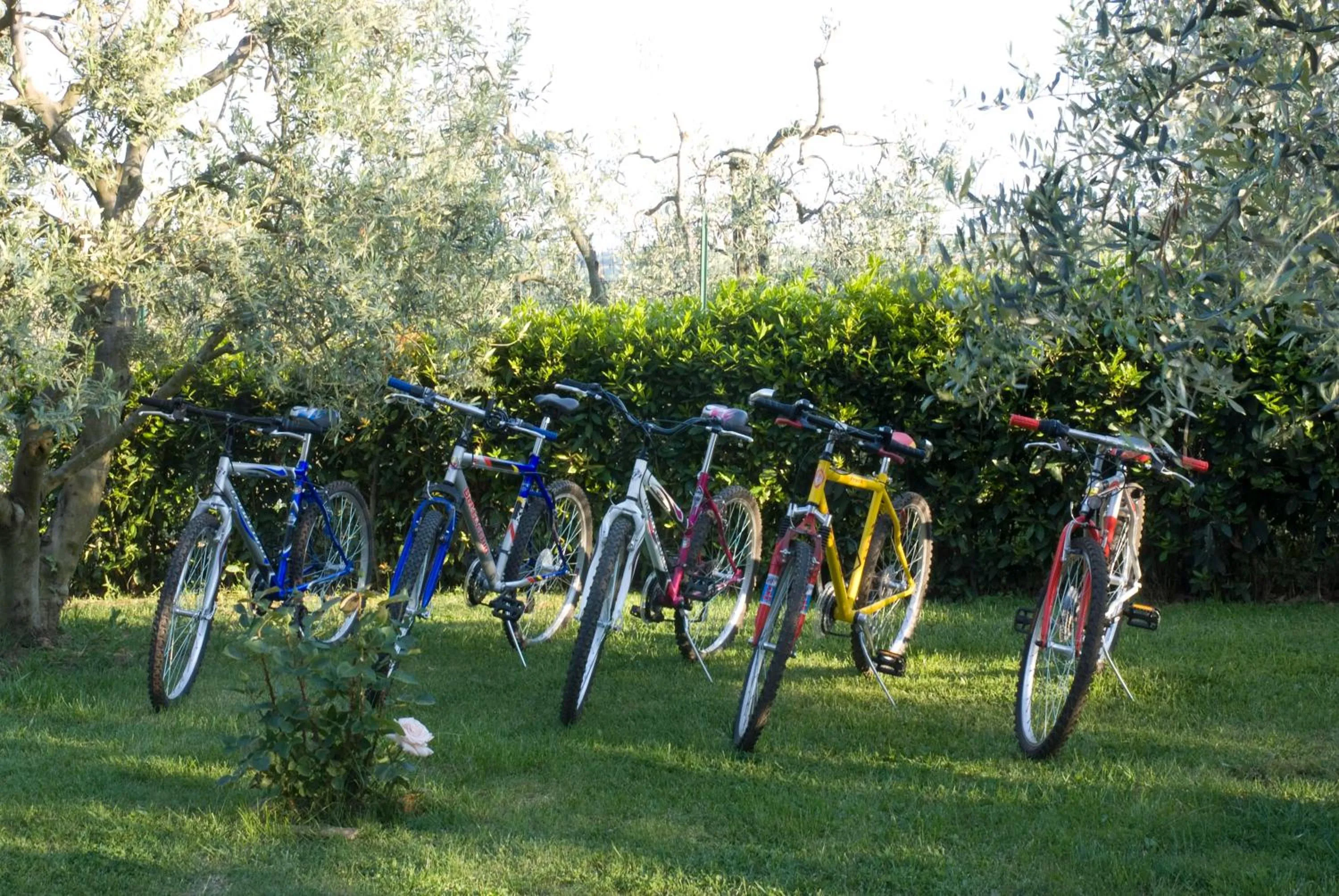 Activities in Agriturismo Macinatico