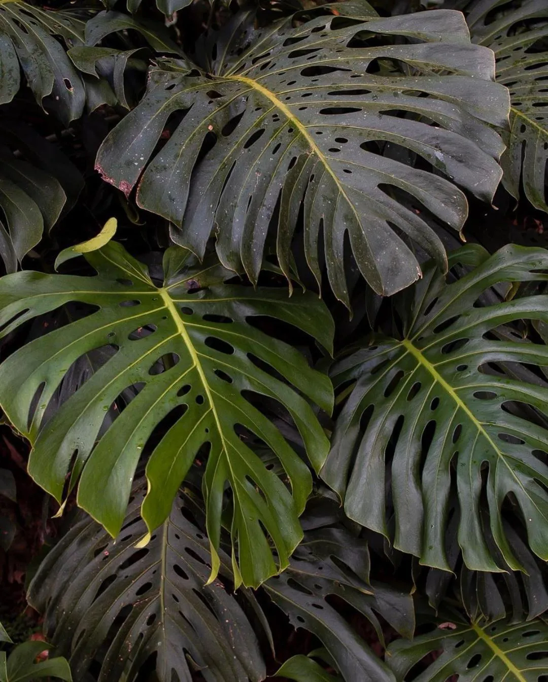 Garden in Casa no Céu