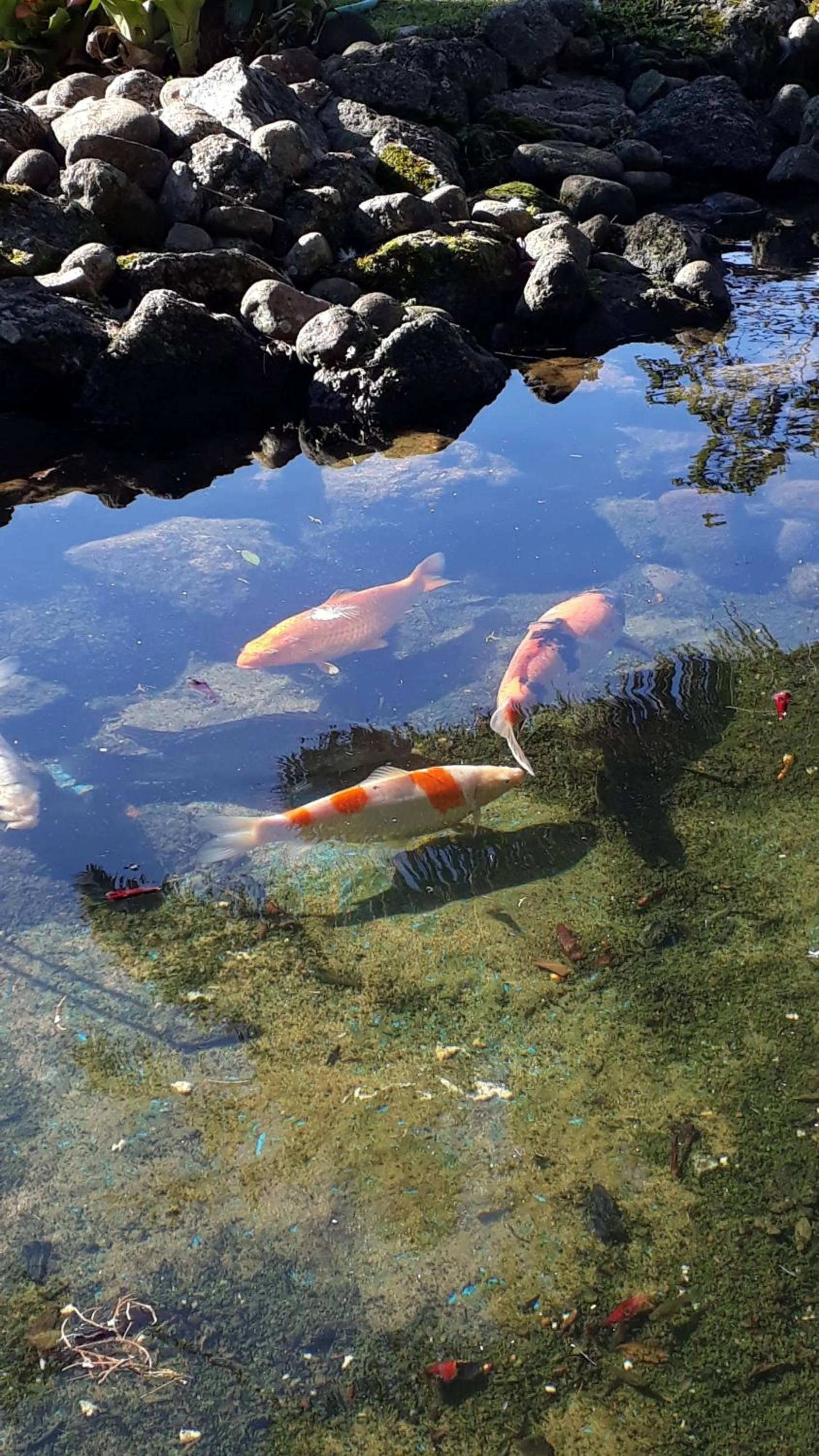 Animals in Casa no Céu