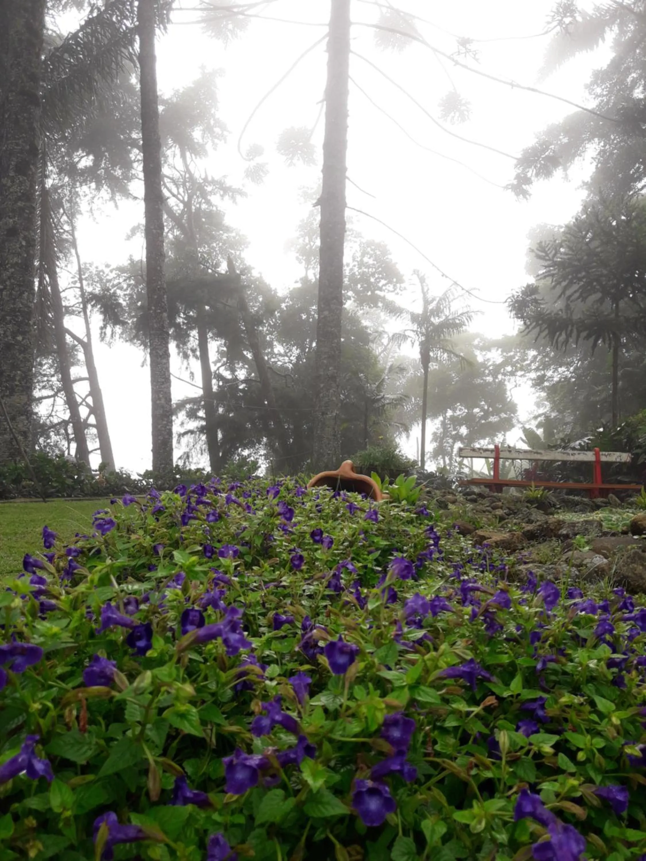 Garden in Casa no Céu