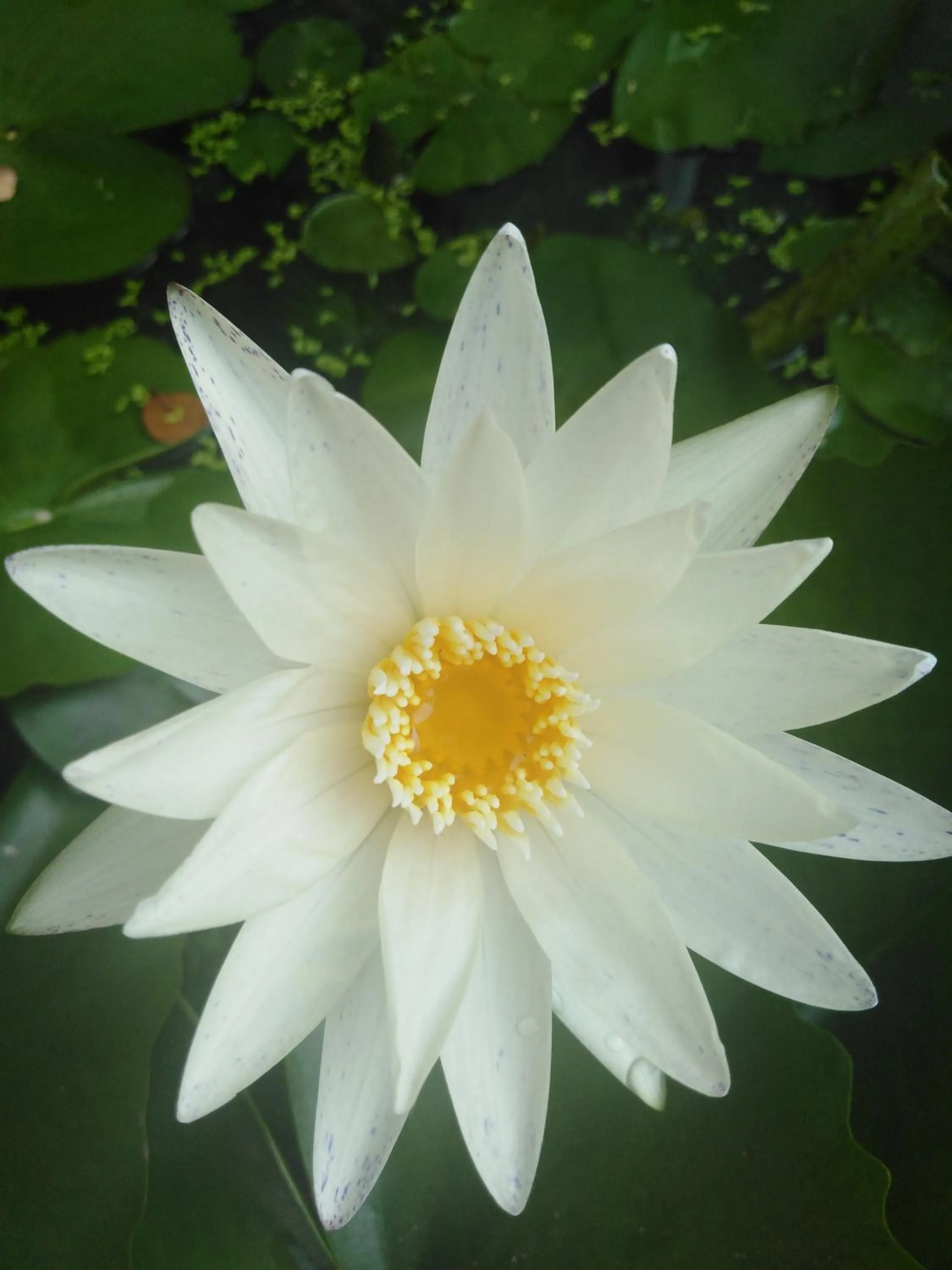 Decorative detail in B&B View Talay 1B by Franco Jontiem