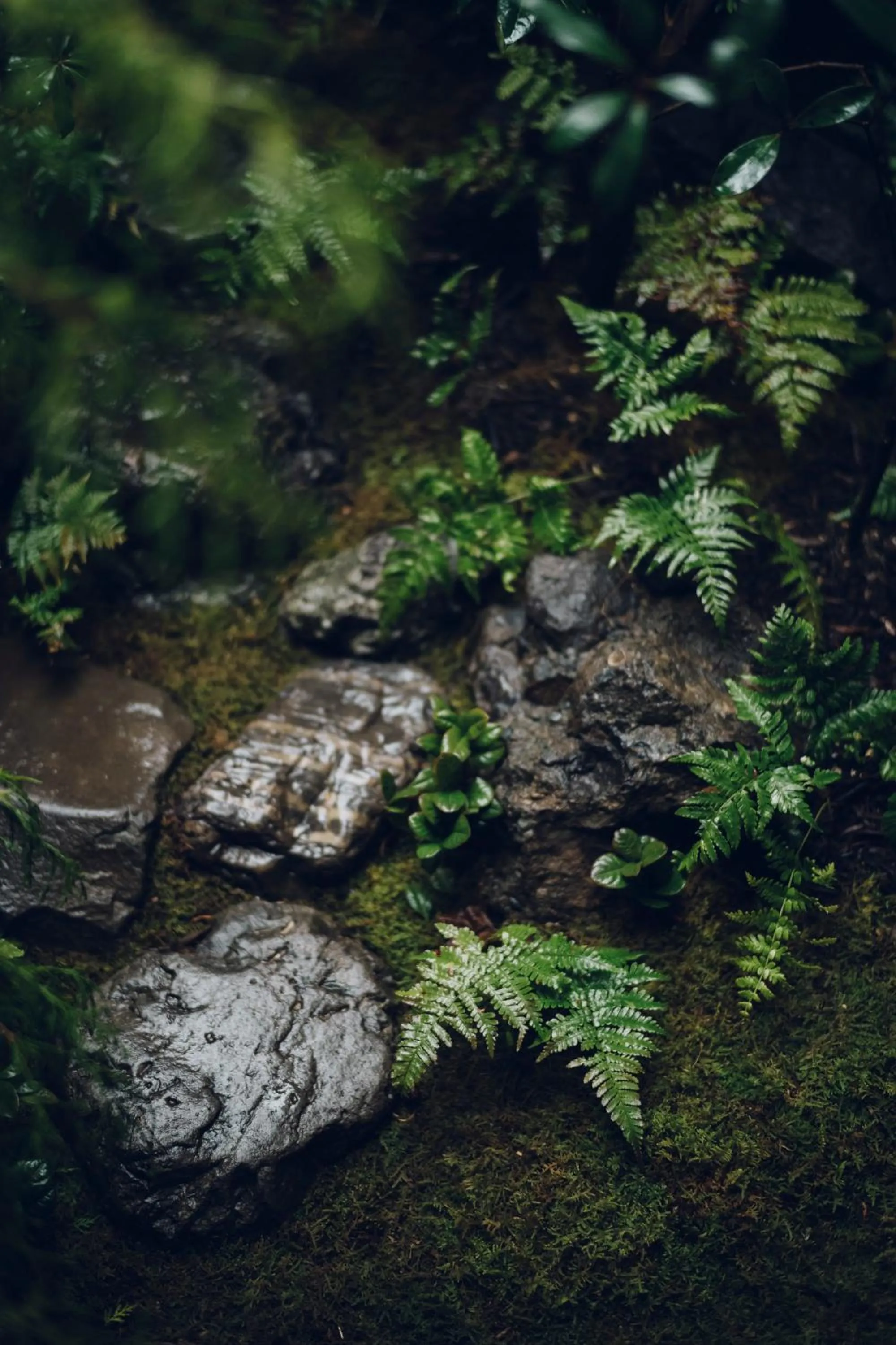 Natural landscape in Noboru House Kyoto