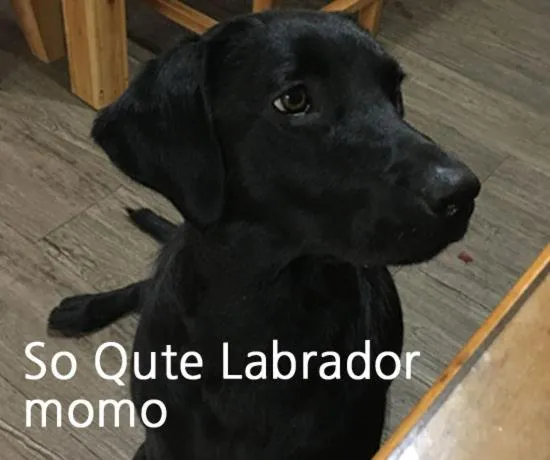 Pets in Gyeongju Momojane Guesthouse