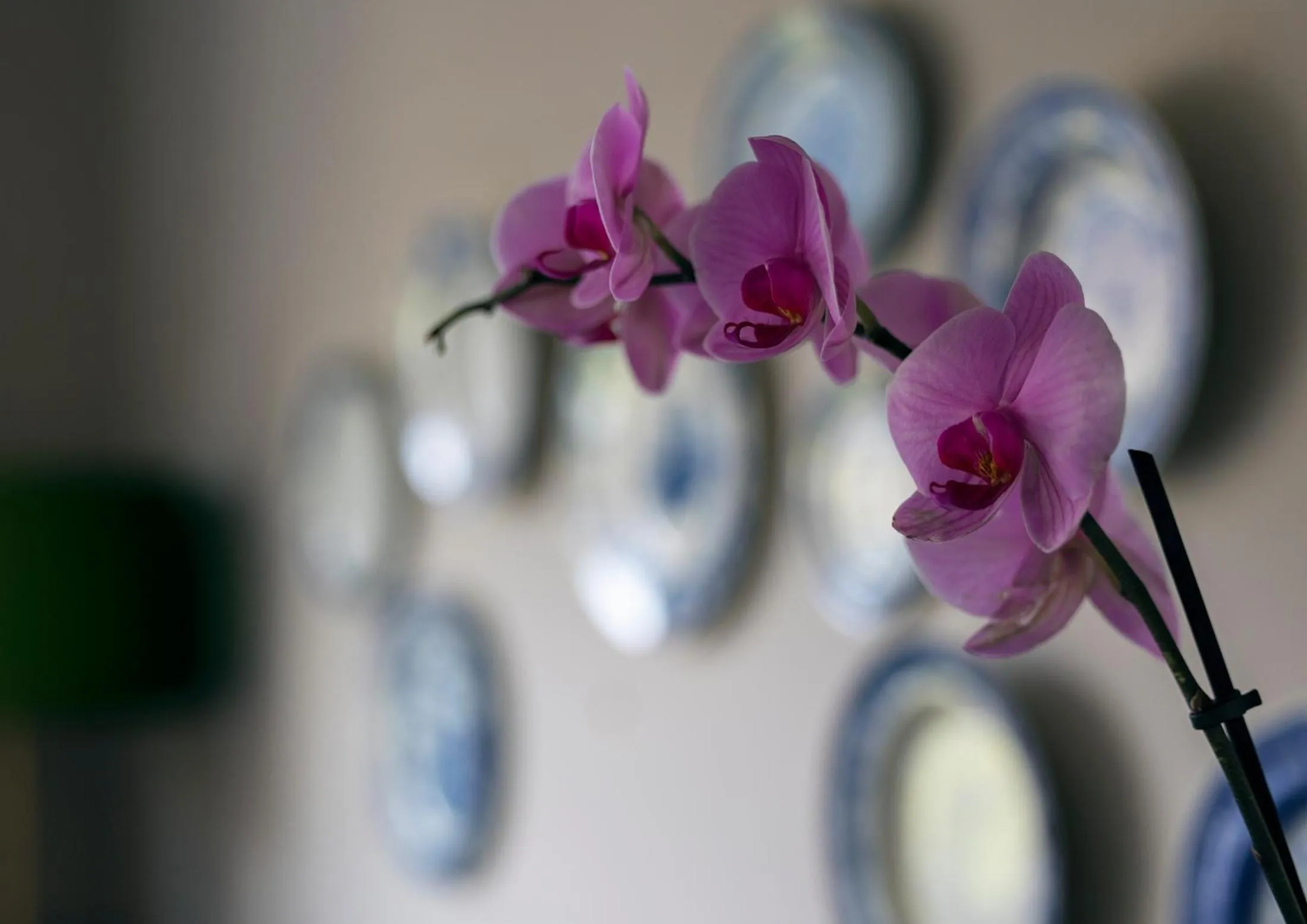 Restaurant/places to eat in Loch Leven Hotel & Distillery