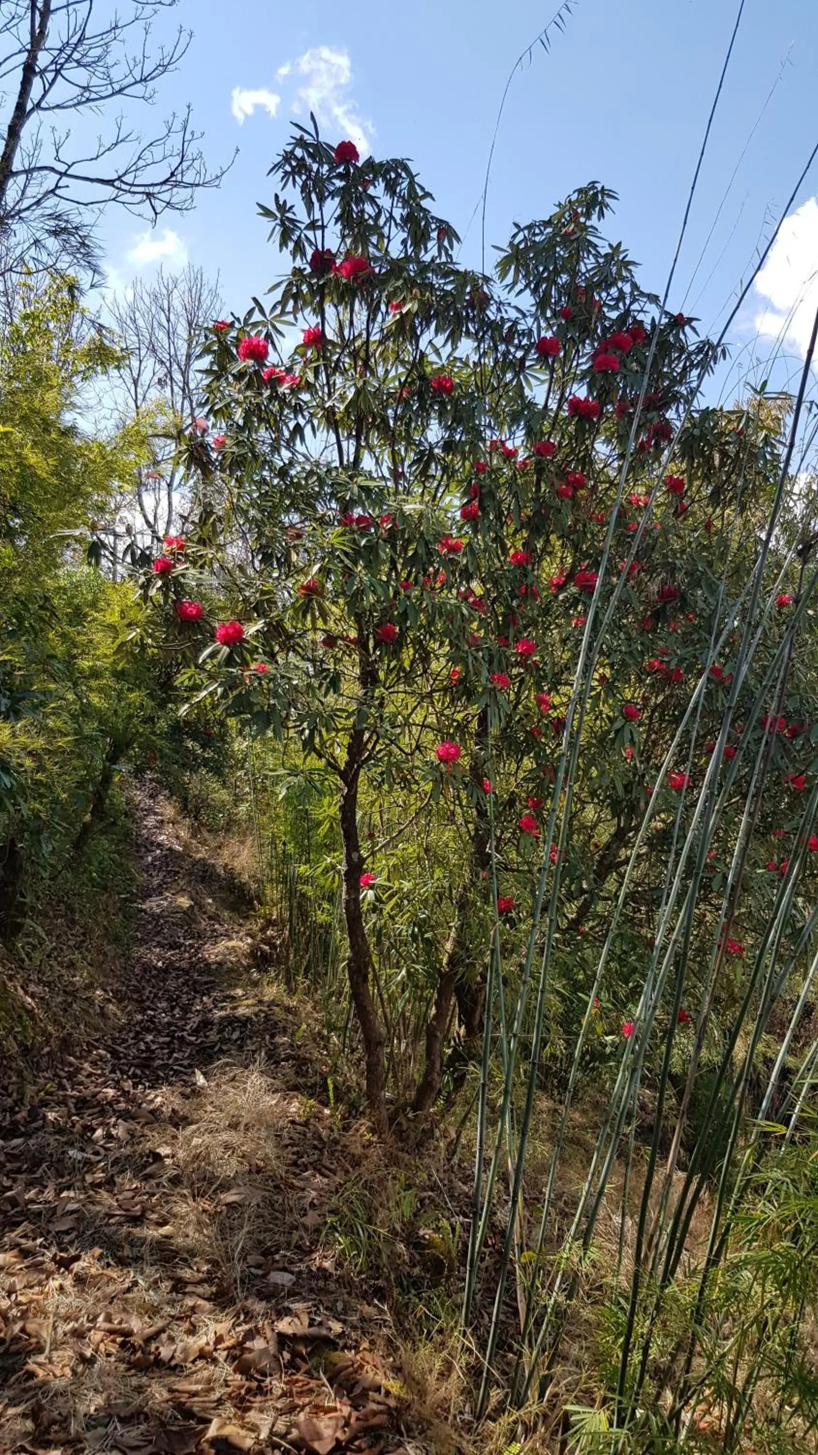 Garden in ES Deurali Resort