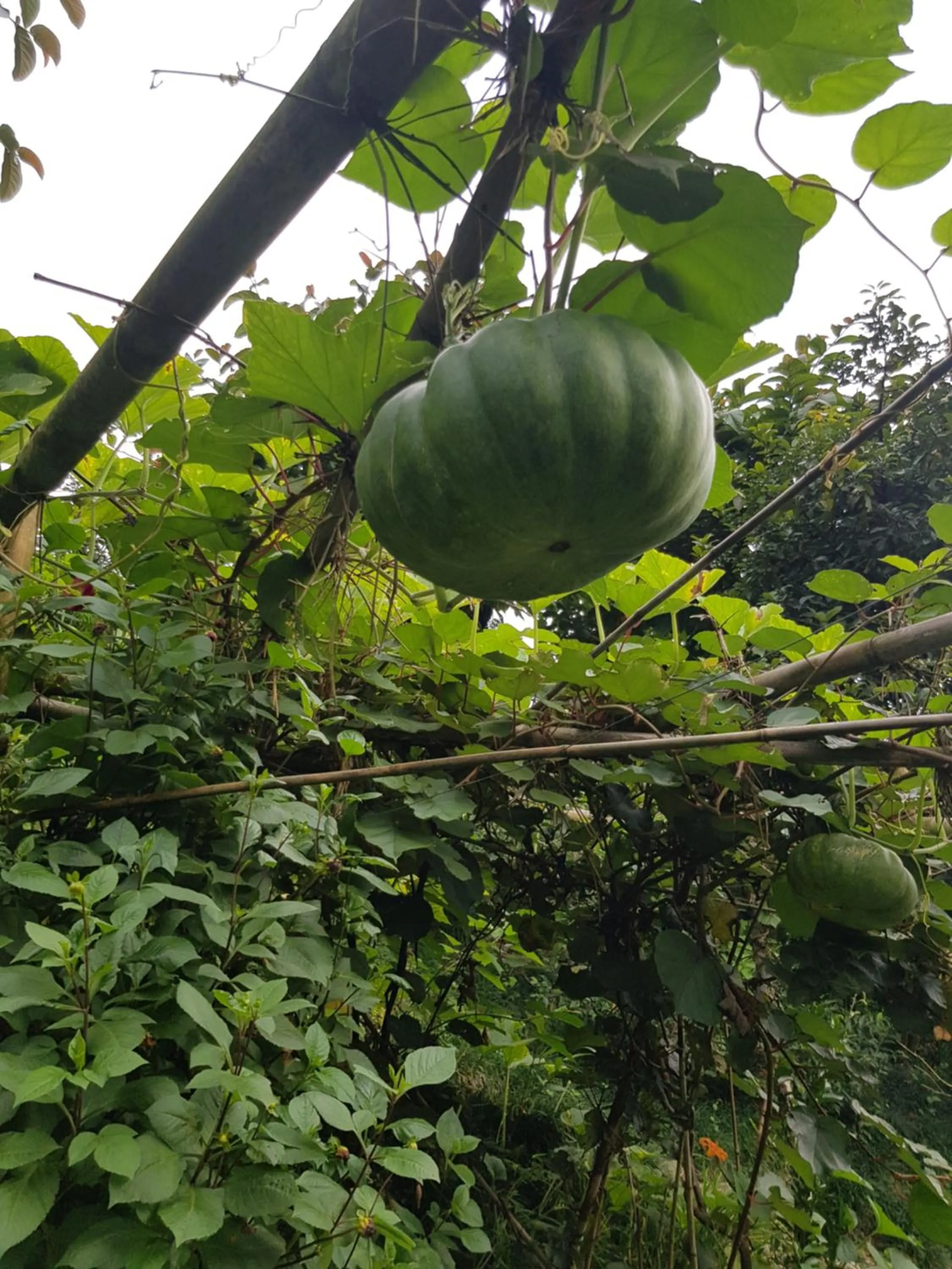 Garden in ES Deurali Resort