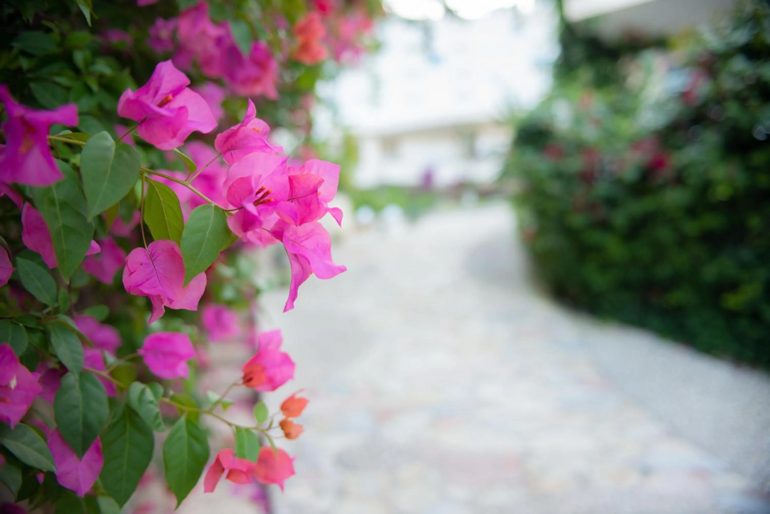 Garden in Bougainville Bay Apartments