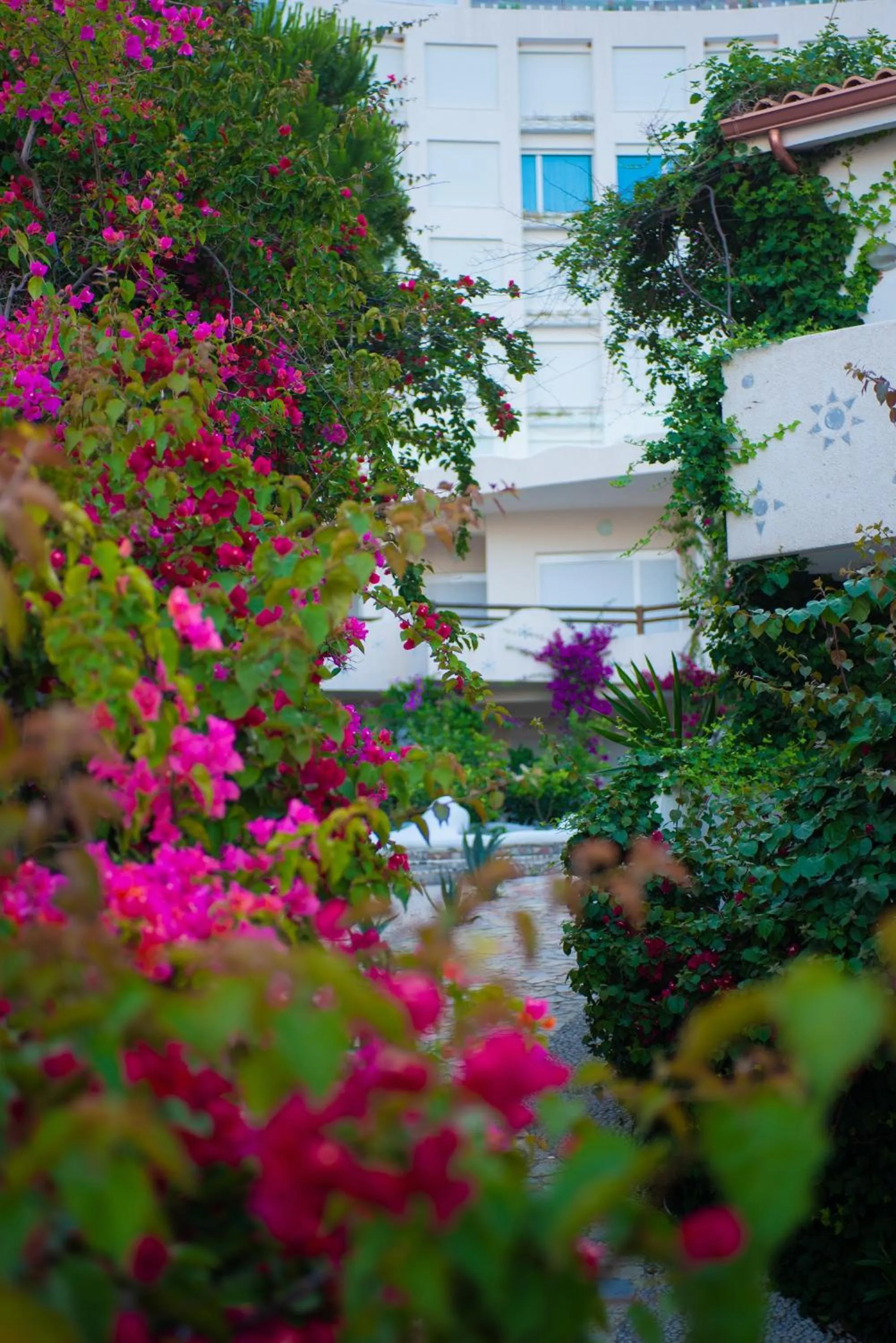 Garden in Bougainville Bay Apartments
