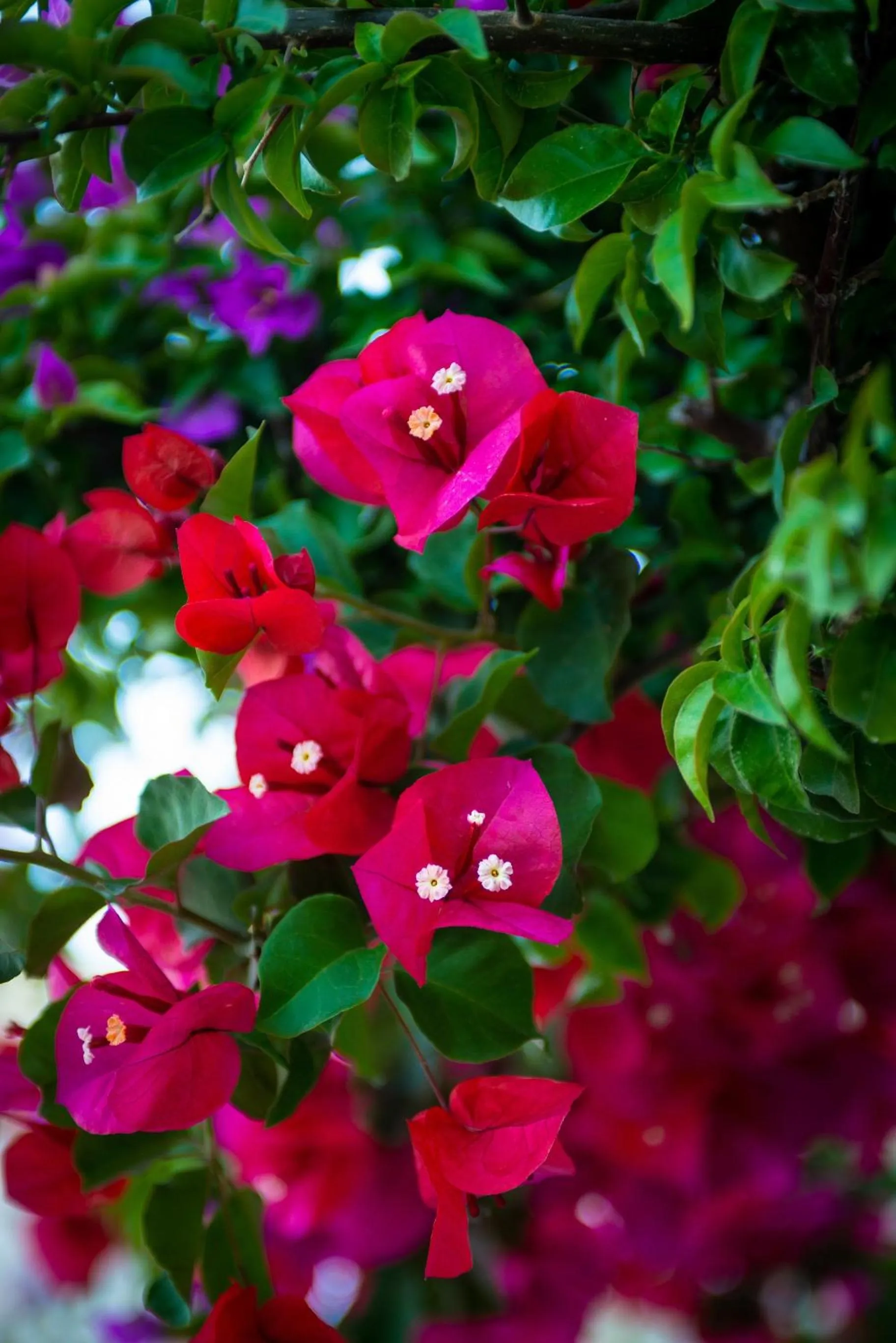 Garden in Bougainville Bay Apartments
