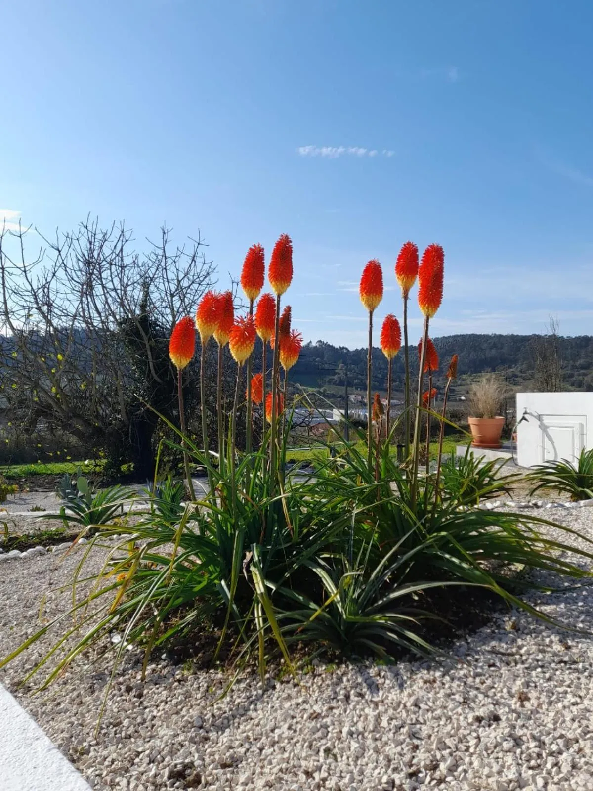 Garden in BB Silvercoast Casa das Flores