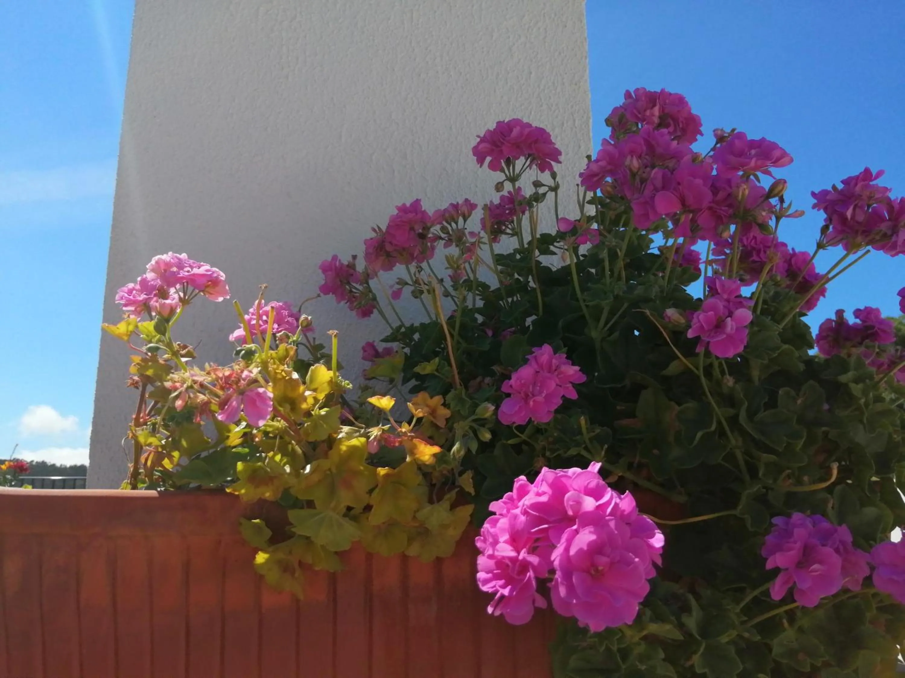 Patio in BB Silvercoast Casa das Flores