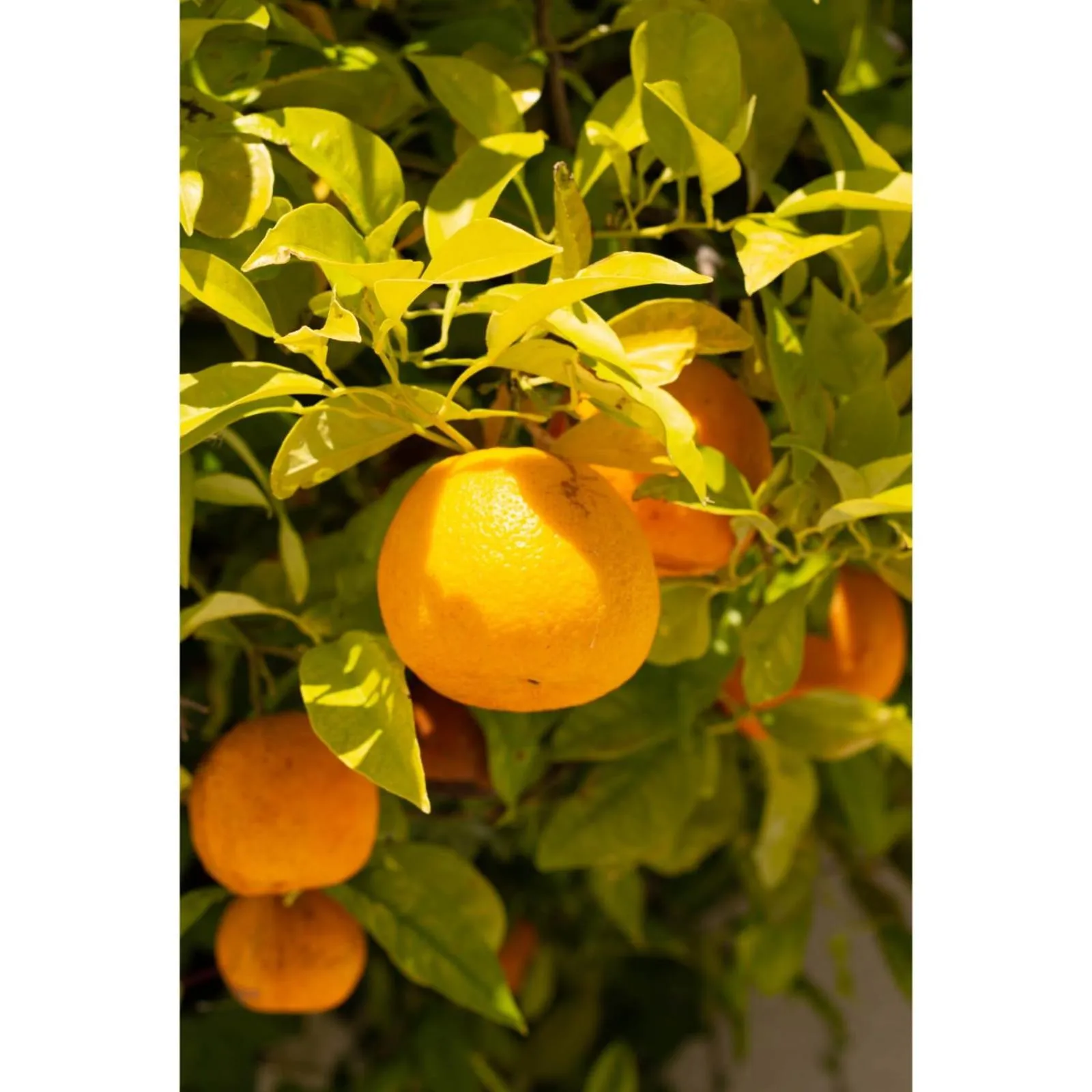 Garden in BB Silvercoast Casa das Flores