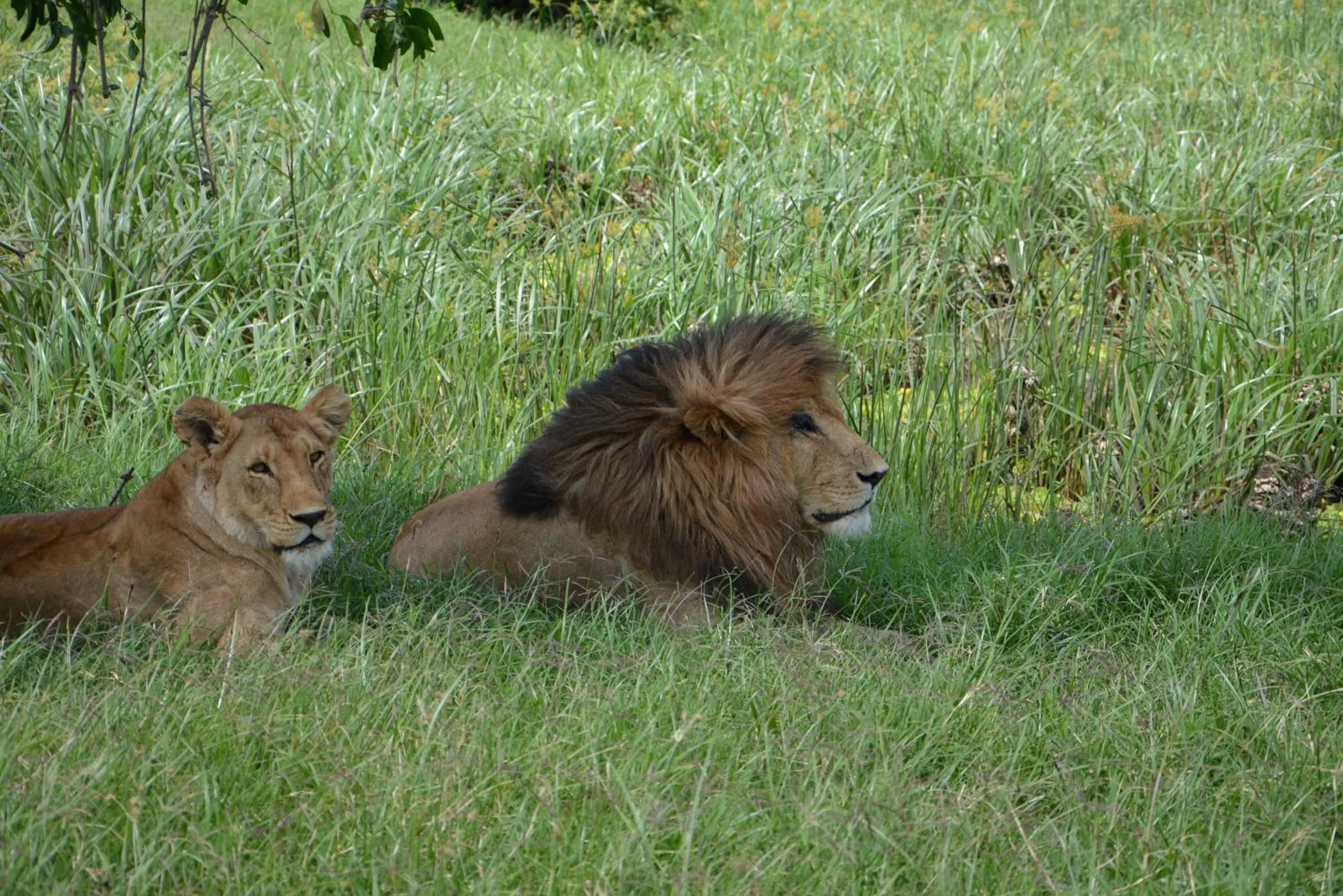 Area and facilities in Neptune Mara Rianta Luxury Camp - All Inclusive.
