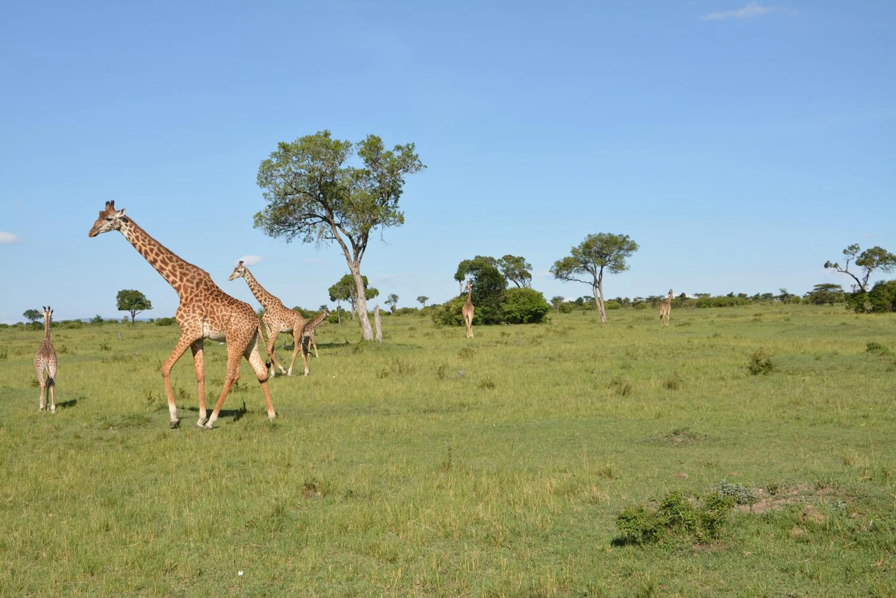 Area and facilities in Neptune Mara Rianta Luxury Camp - All Inclusive.