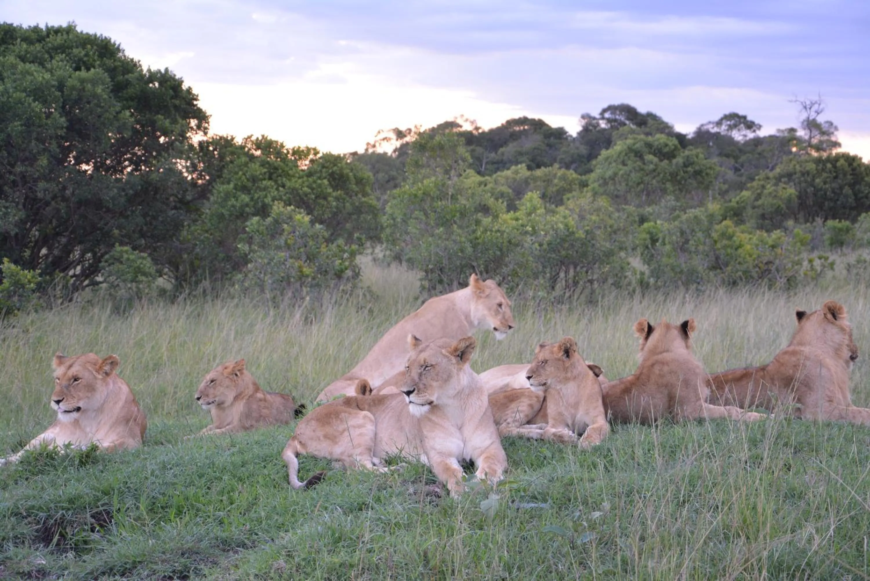 Area and facilities in Neptune Mara Rianta Luxury Camp - All Inclusive.