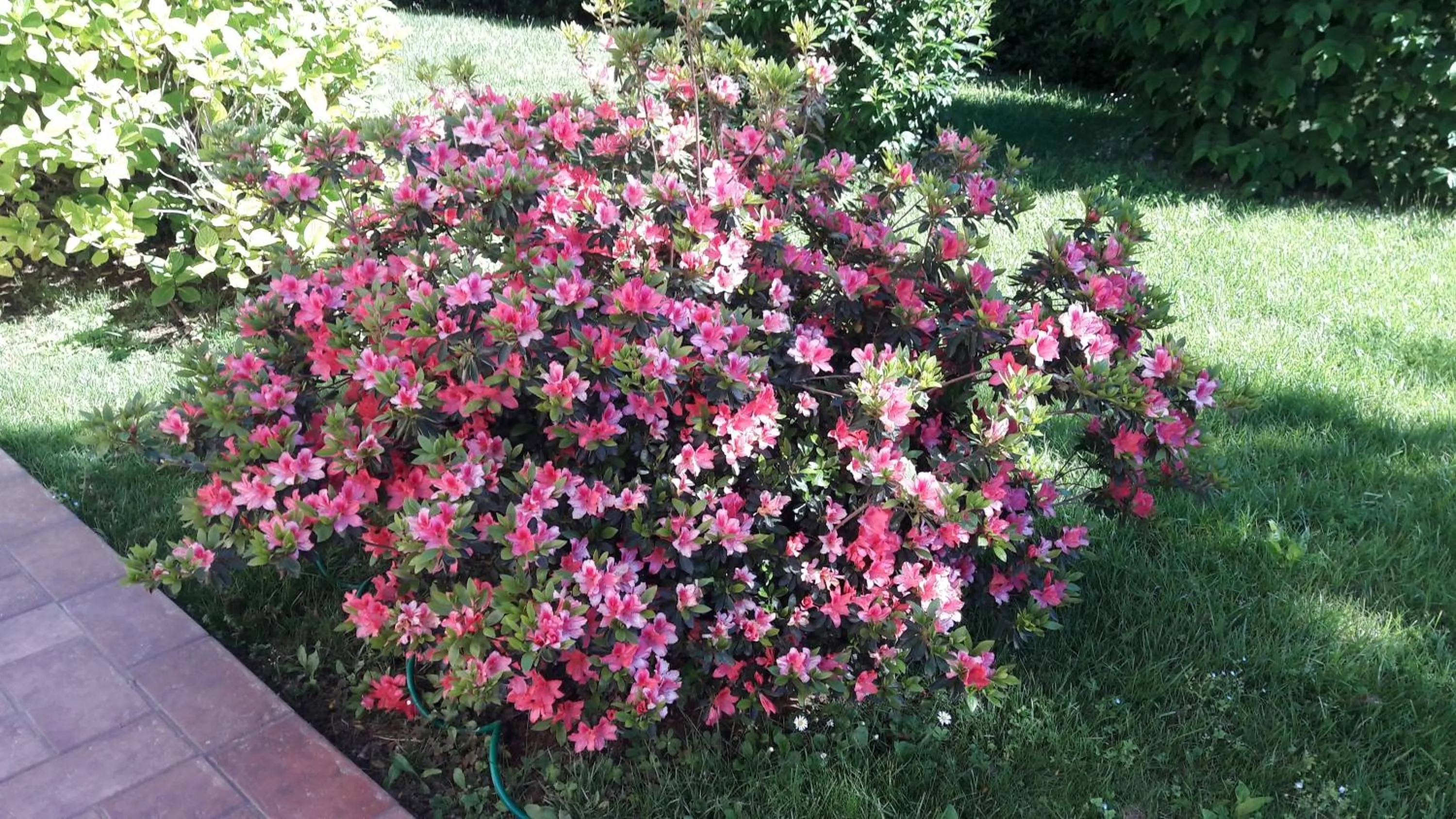 Garden in Villa Fabbri