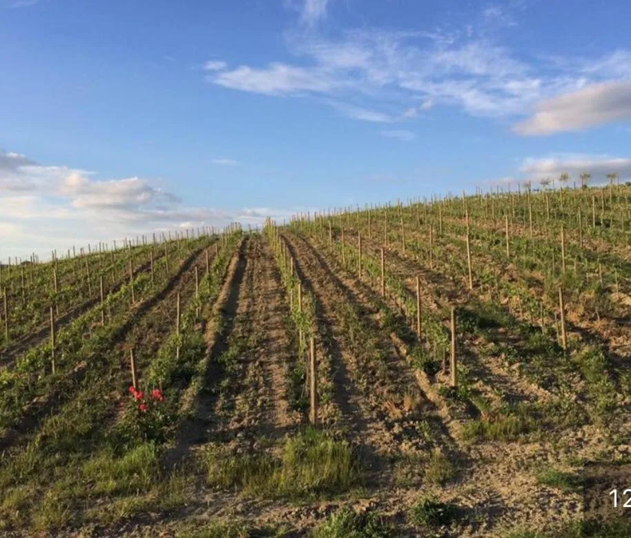 Cordella In Valdorcia Truffle and Olive Oil Resort