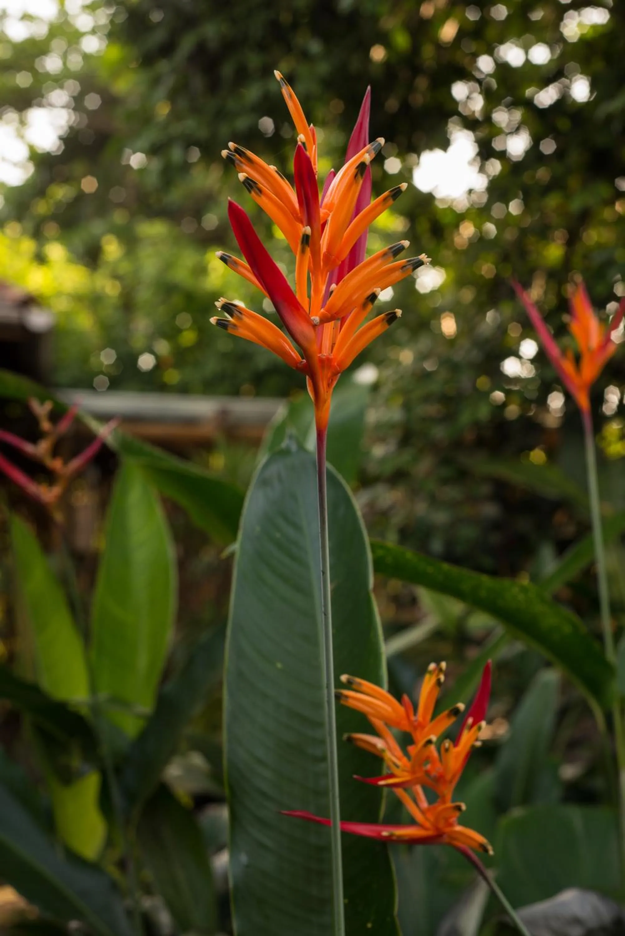 Garden in Pousada Treze Luas