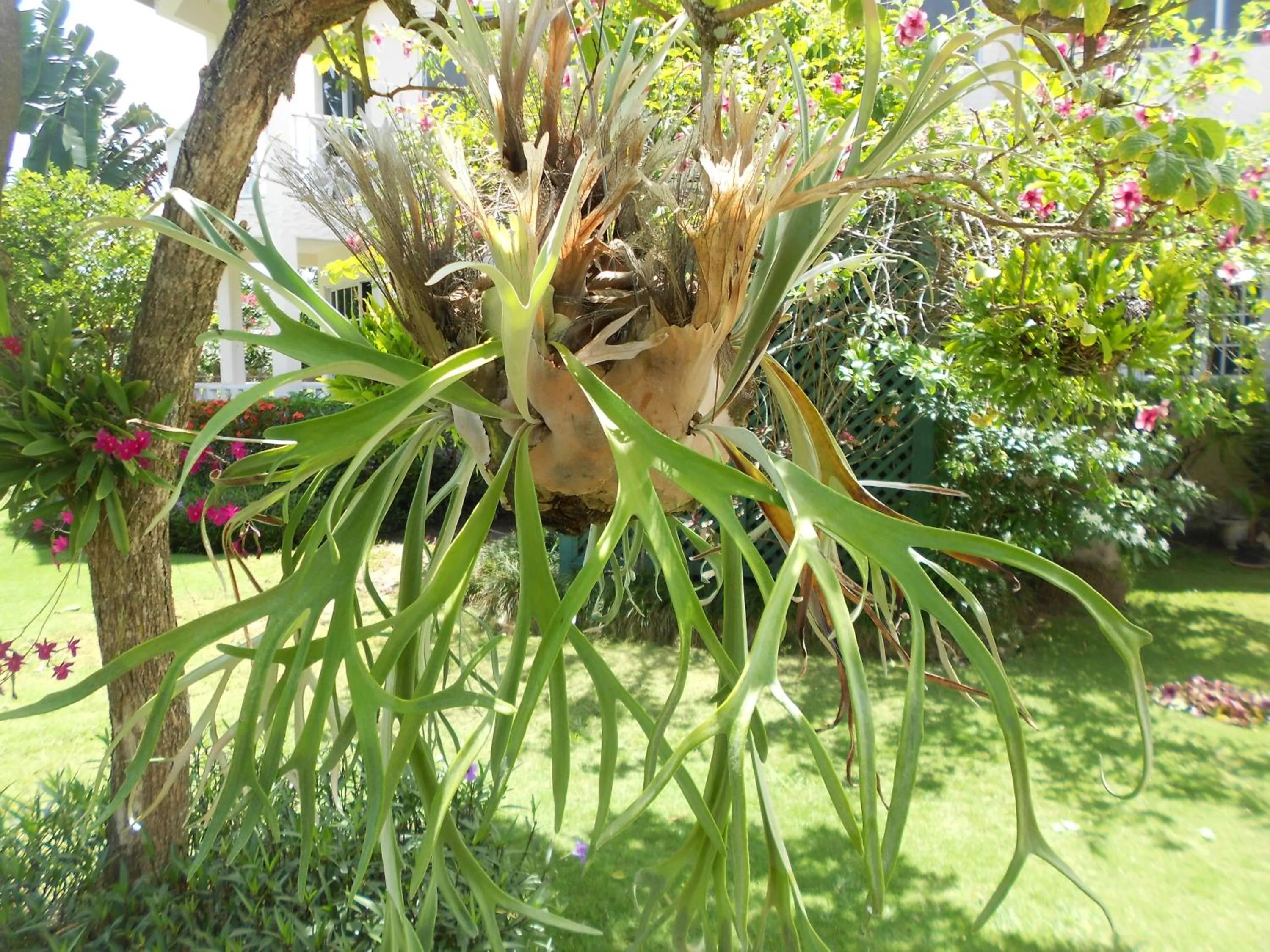 Garden in Pipers Cove Resort