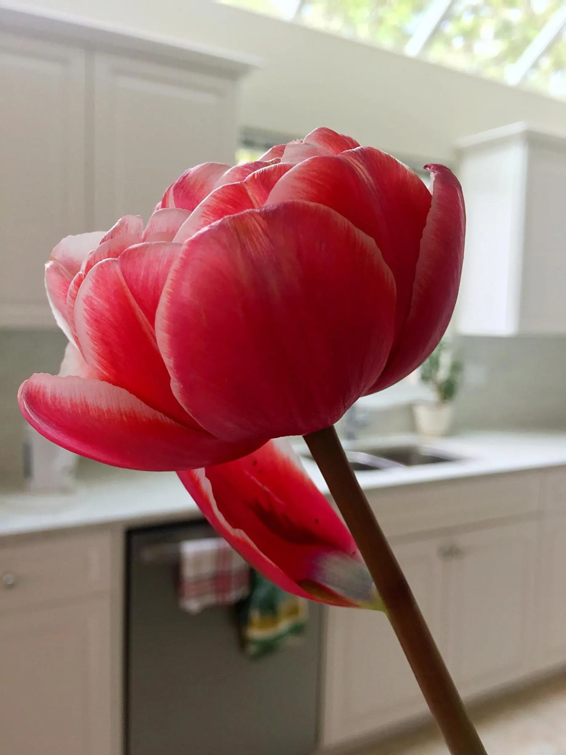 Decorative detail in Star of the Sea guest house