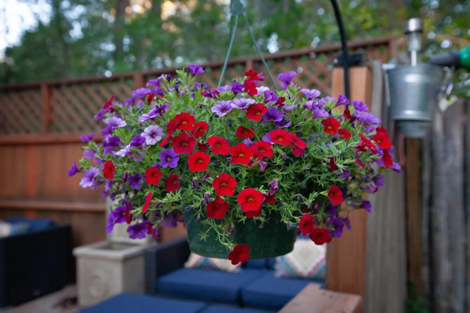Balcony/Terrace in Dreamcatcher B&B