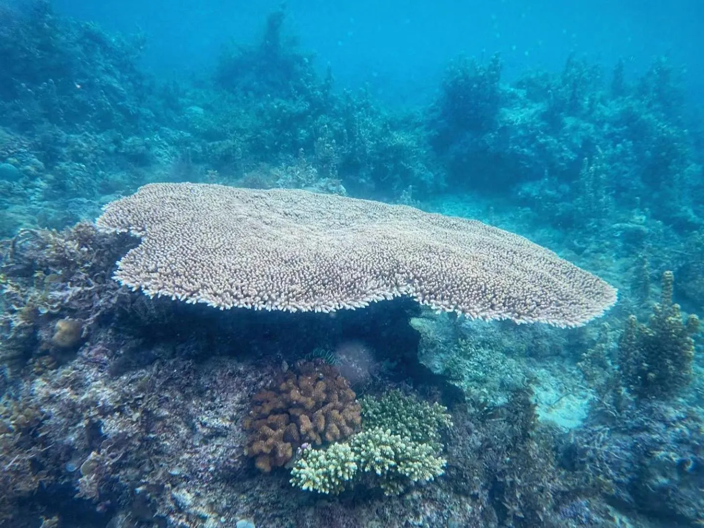 Beach in Jelly Sea Resort