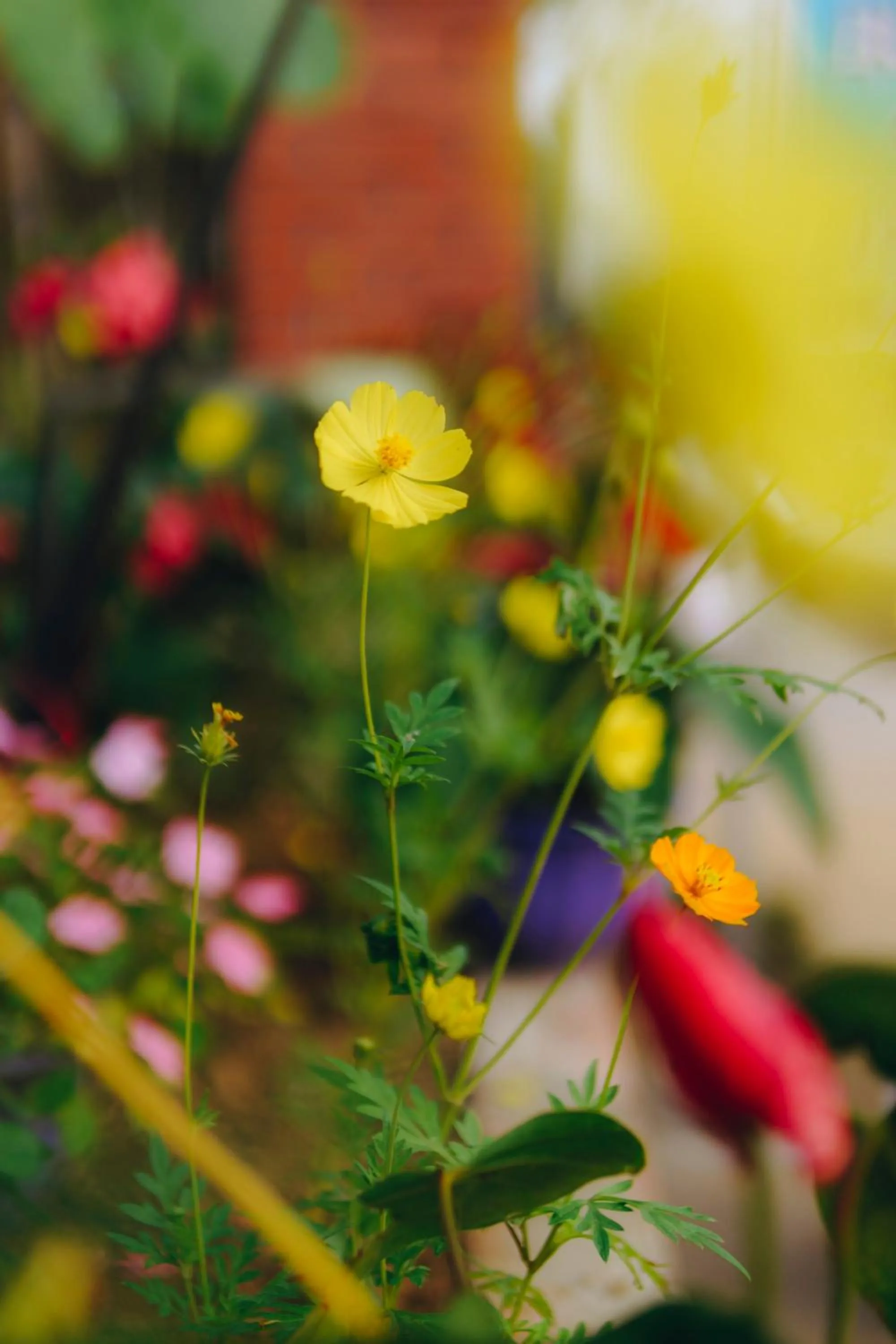 Garden in Phong Nha Love Homestay