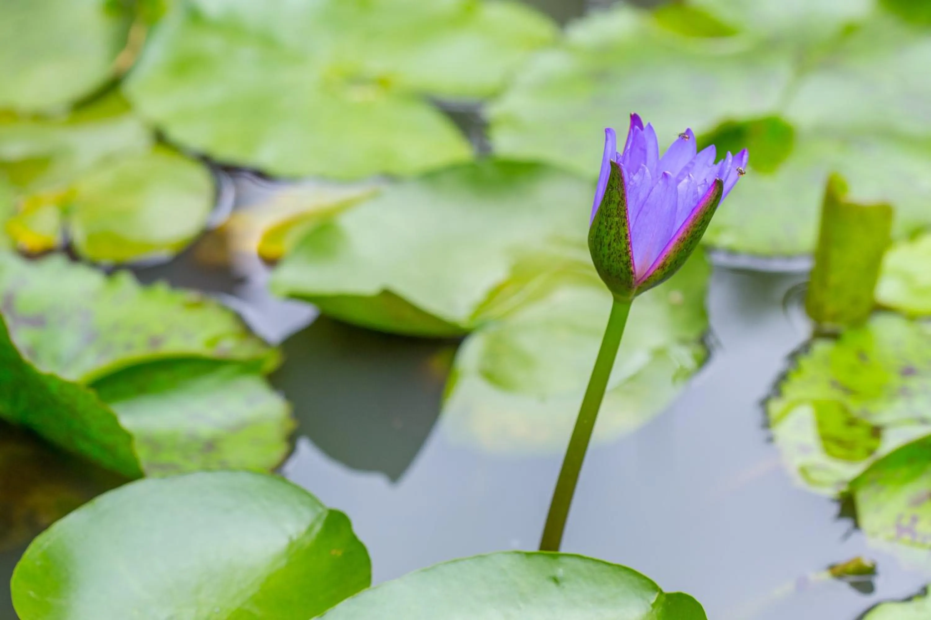 Baan Are Gong Riverside Homestay