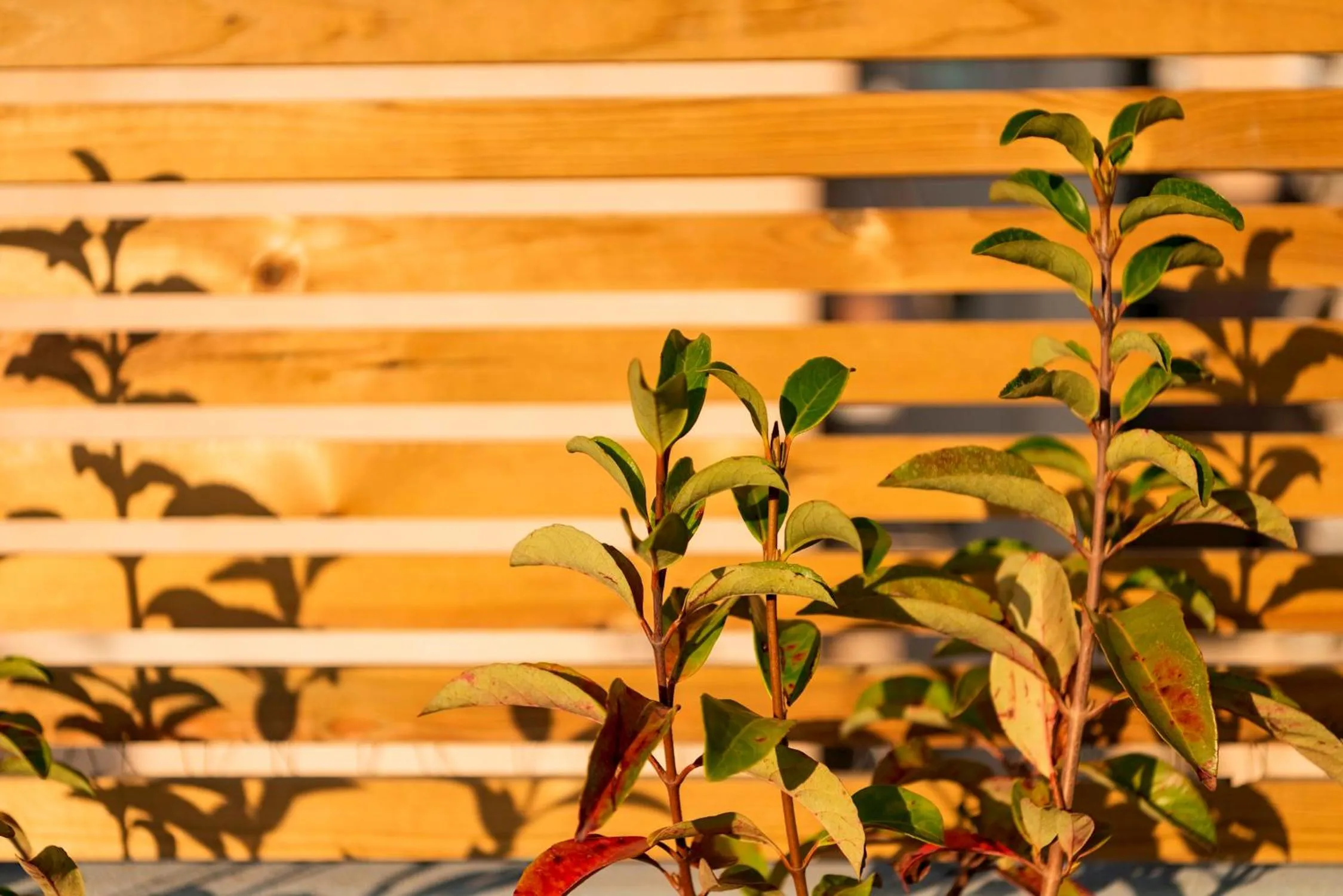 Maryflower Premium Apartments Piraeus