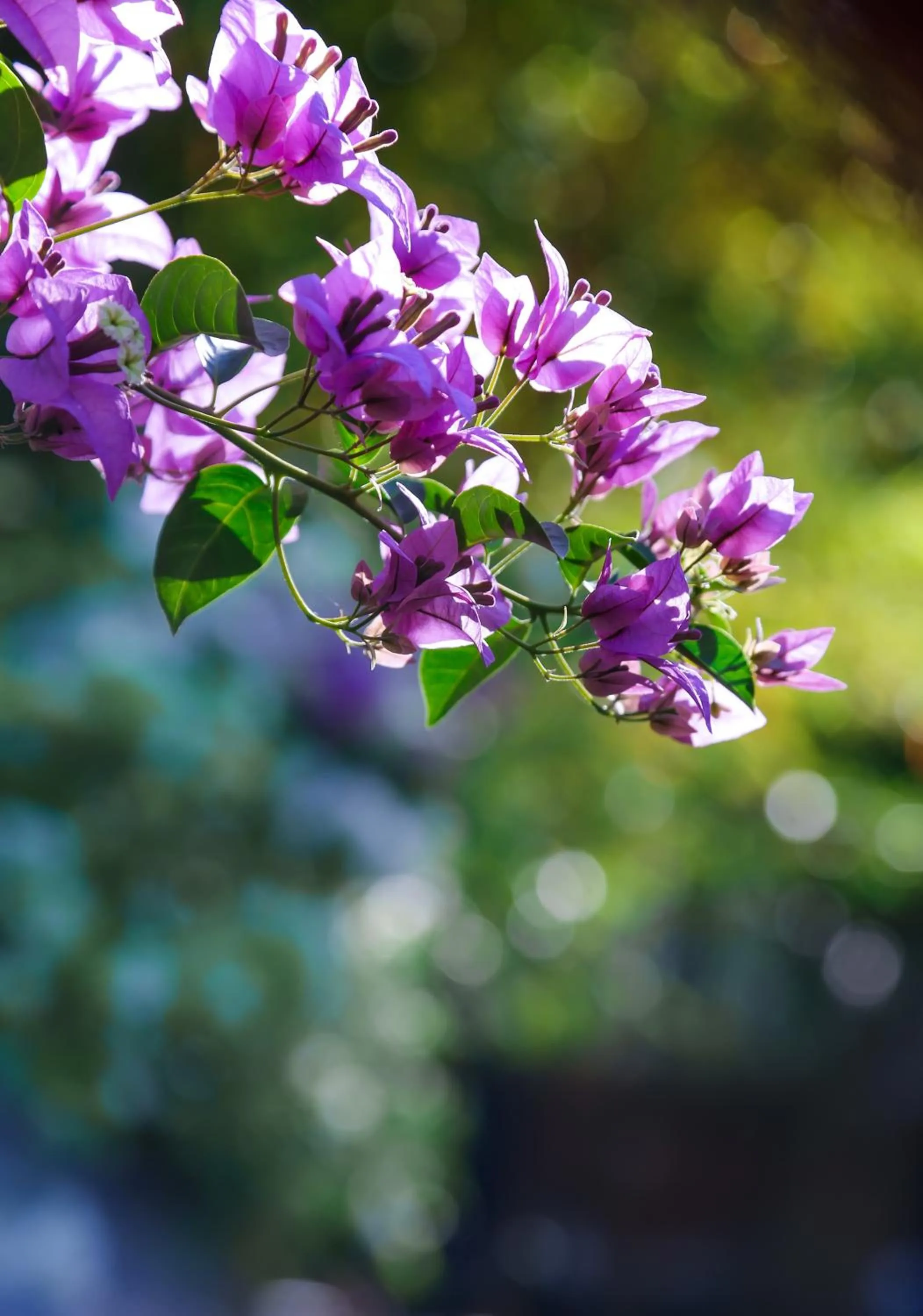 Kadkani River Resort Coorg