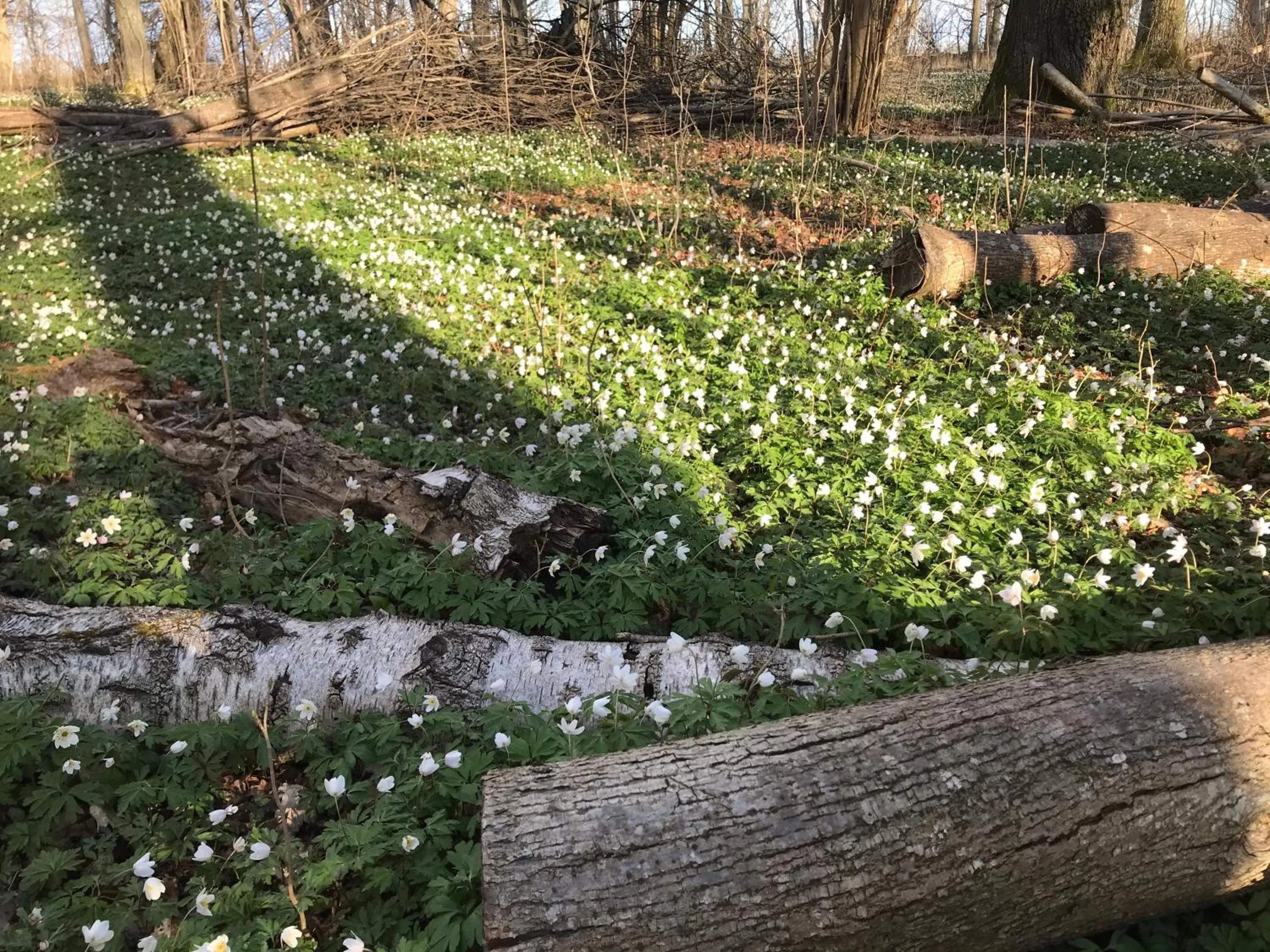 Spring in Hotell Magasin 1