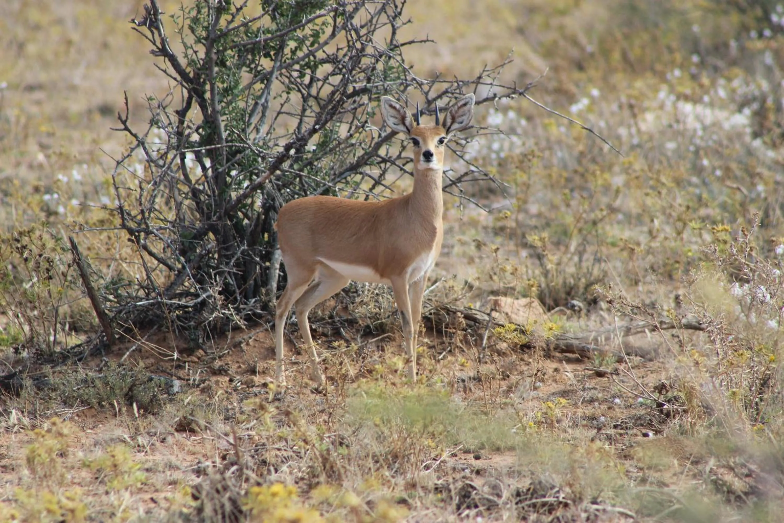 Animals in Auas Safari Lodge