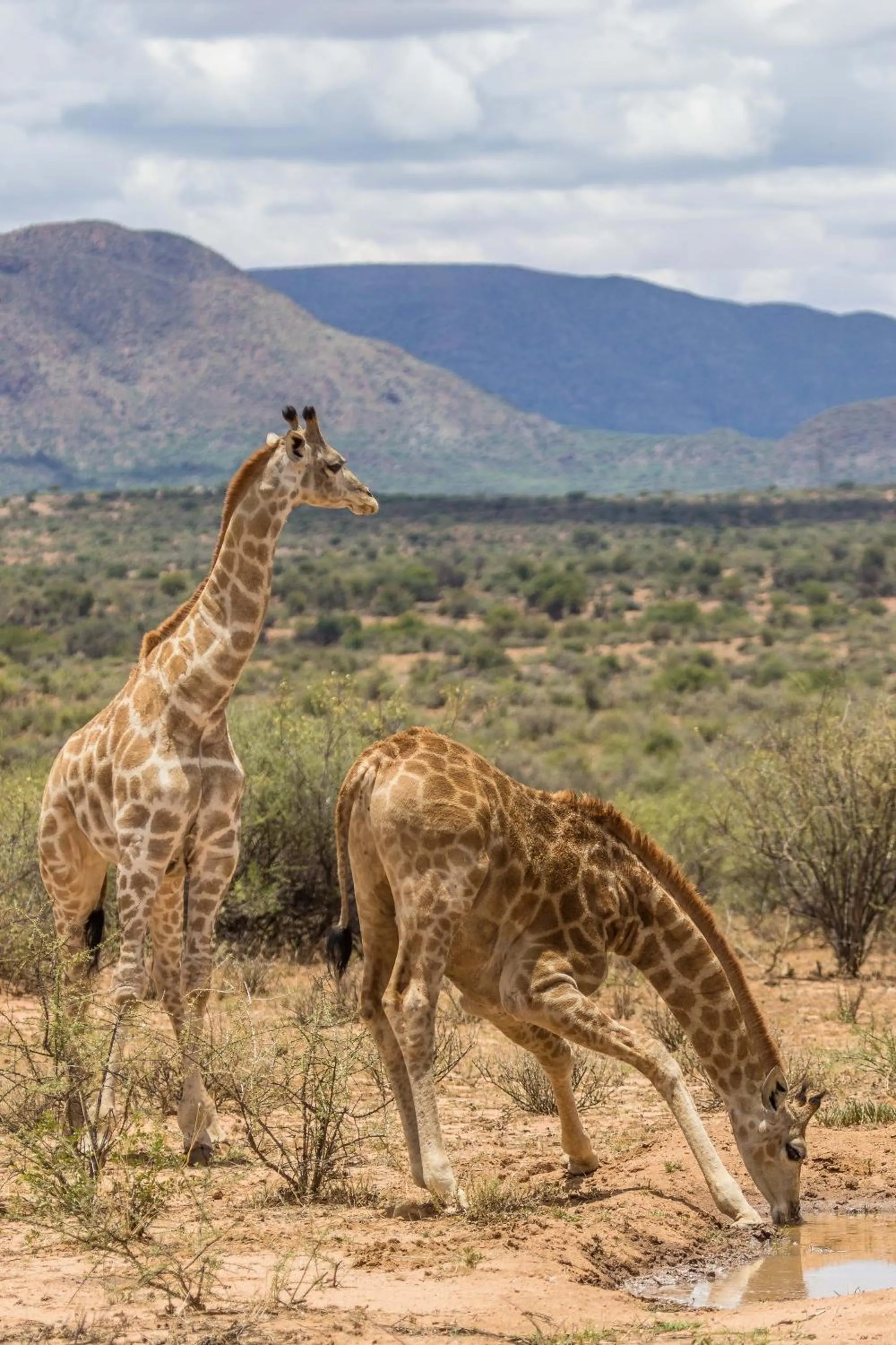 Animals in Auas Safari Lodge