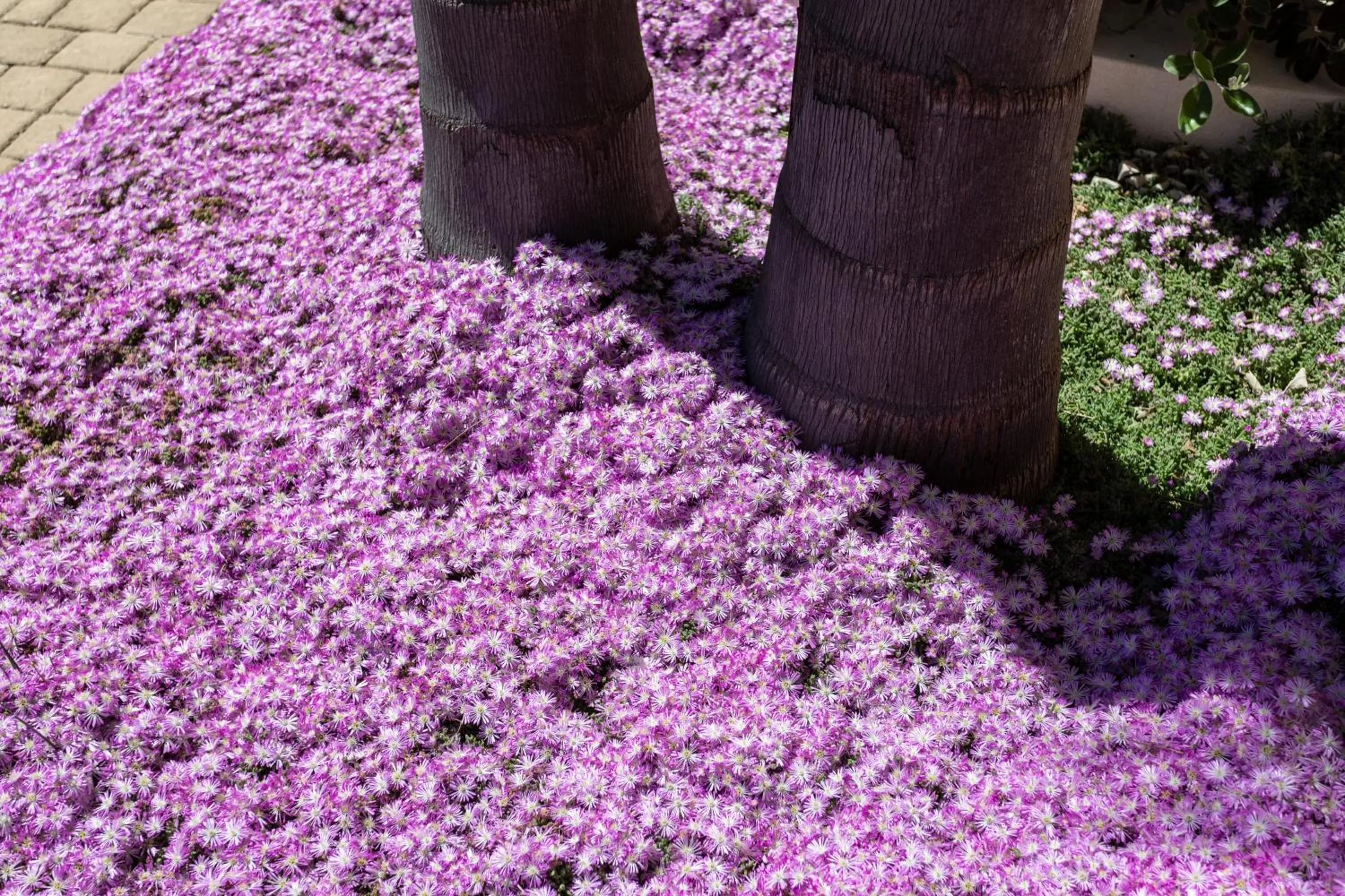 Decorative detail in B&B Domus Japigia