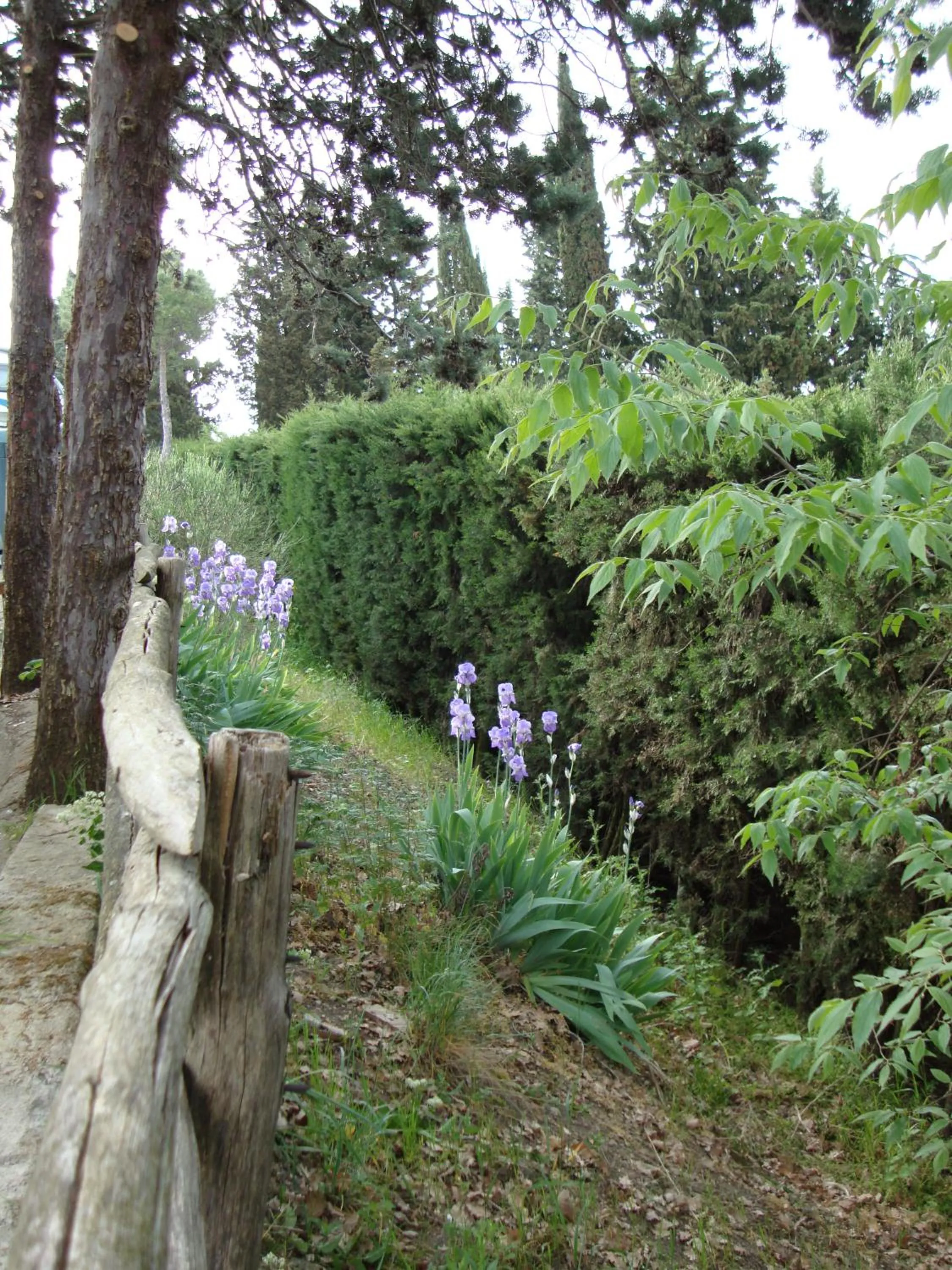 Garden in Camping Village Panoramico Fiesole
