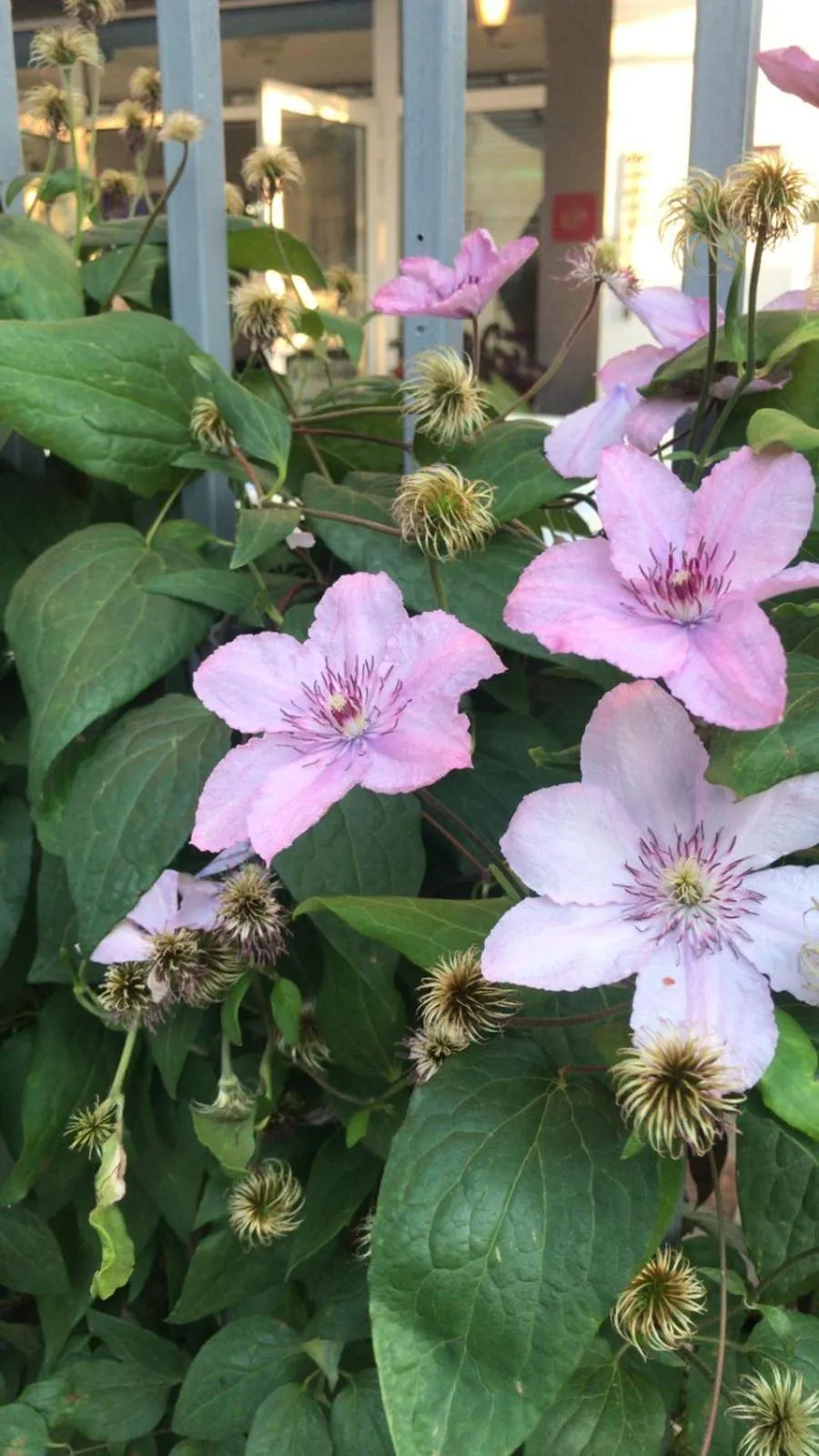 Lilia 2 Family Hotel